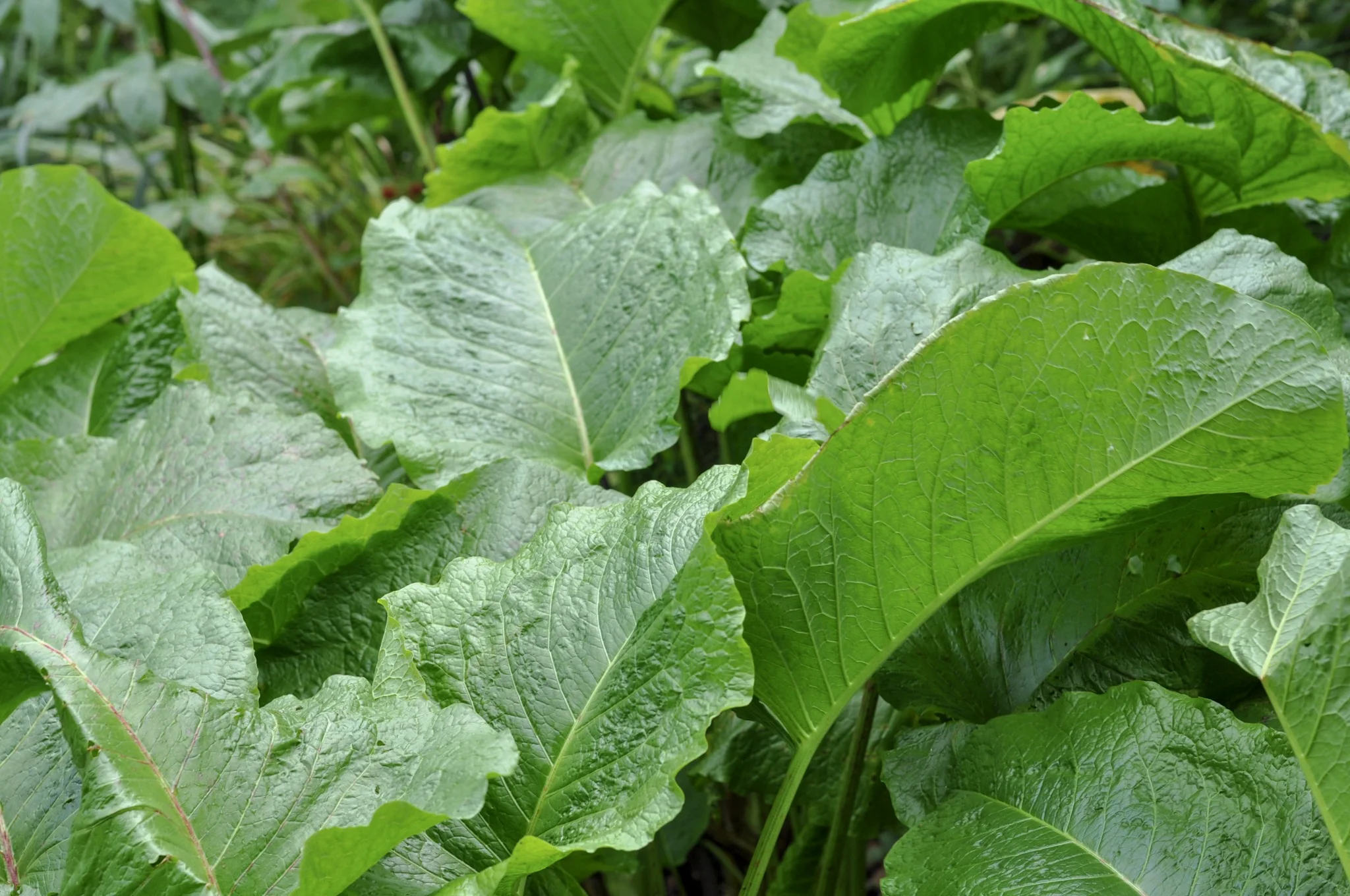 Green plants on the red trail.