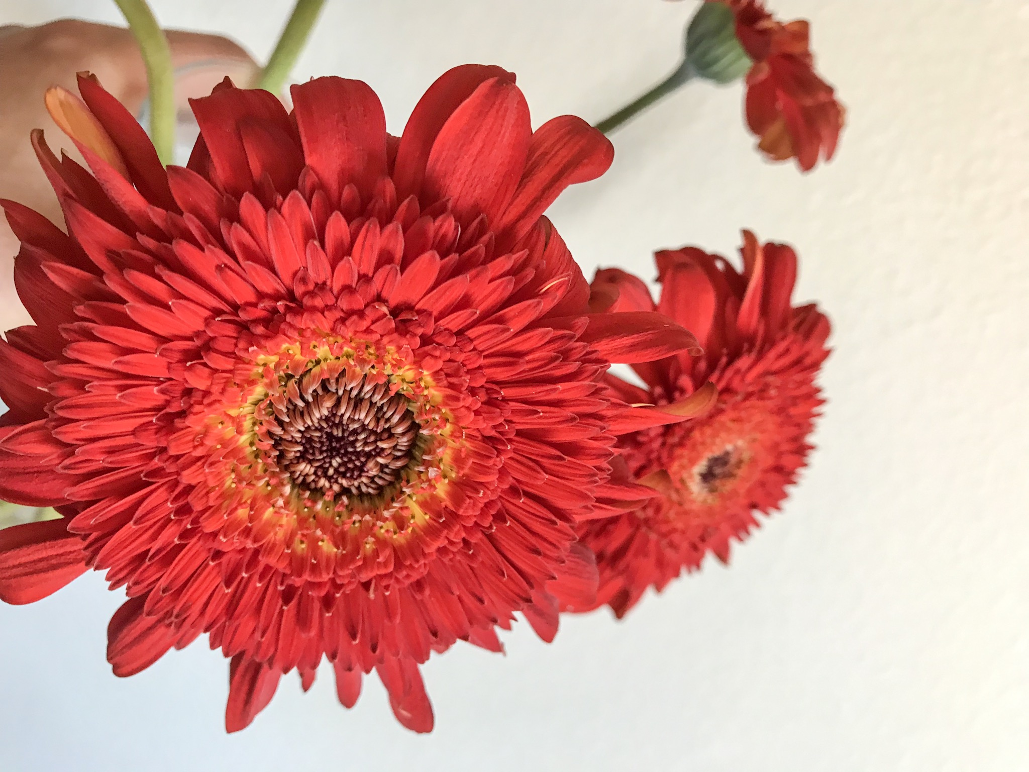 Red Gerber Daisies against a white wall