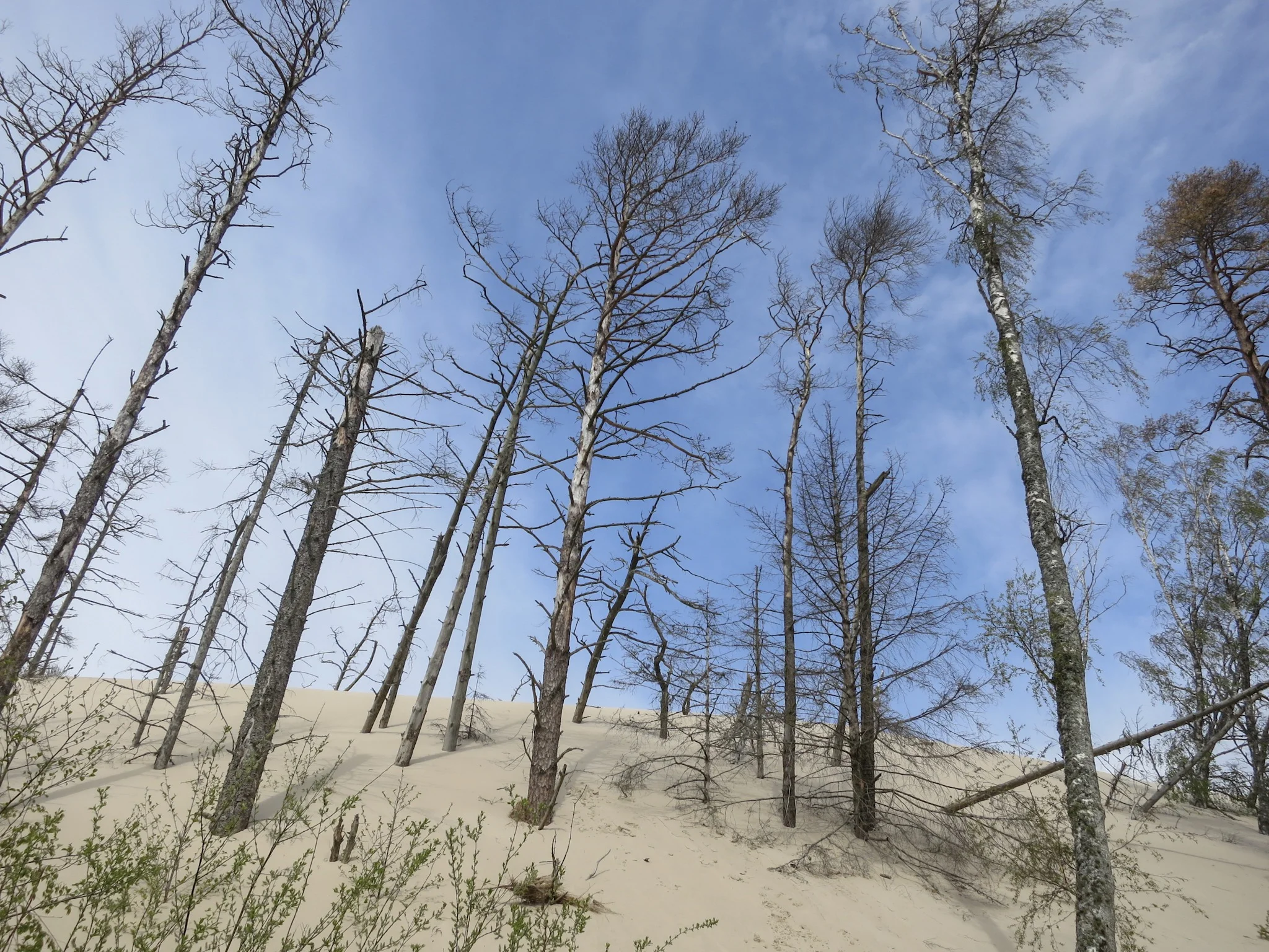 Trees jut out of the side of the Łackca Sand Dune In Słowiński National Park