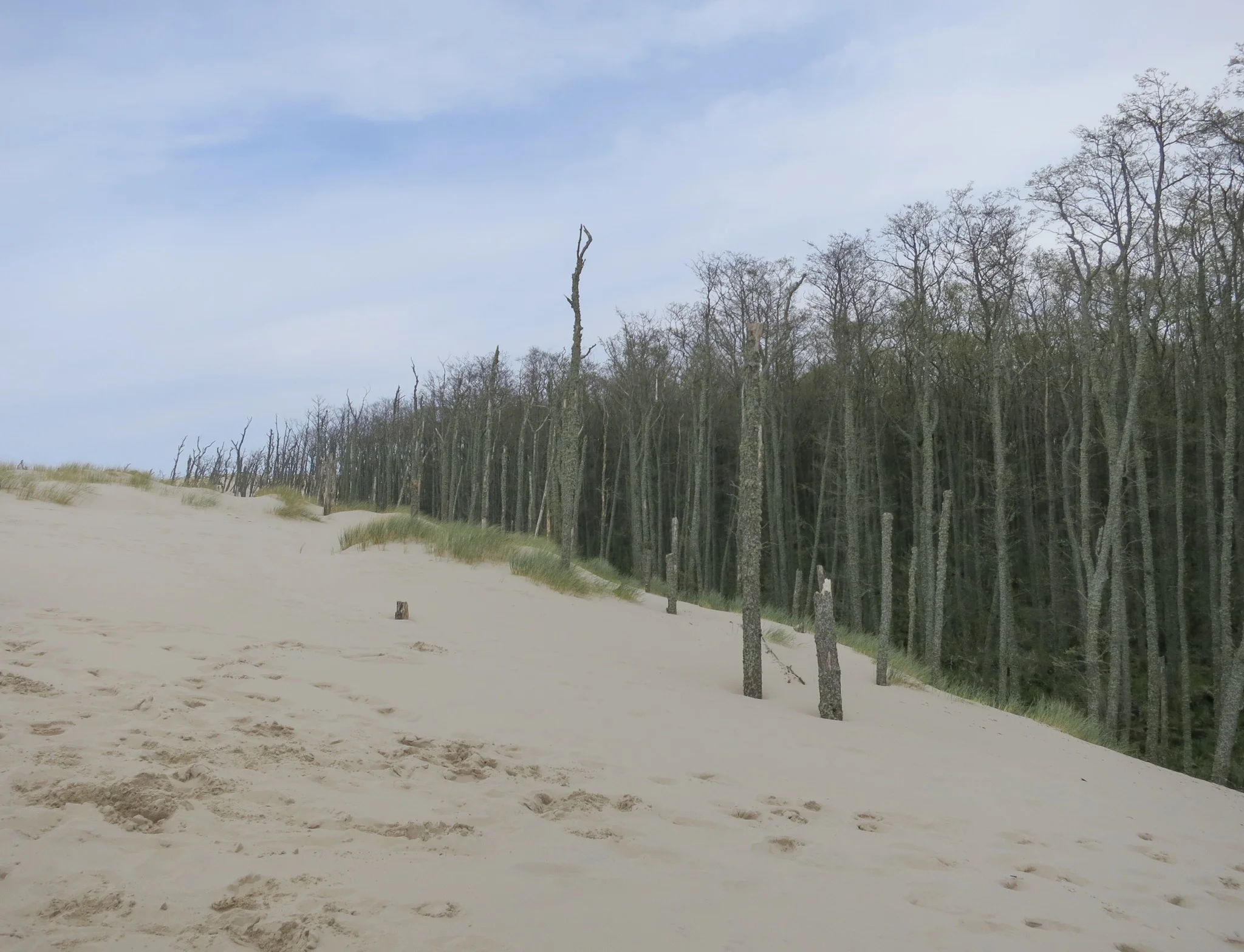 Alder forest being slowly consumed by the Łackca Sand Dune In Słowiński National Park