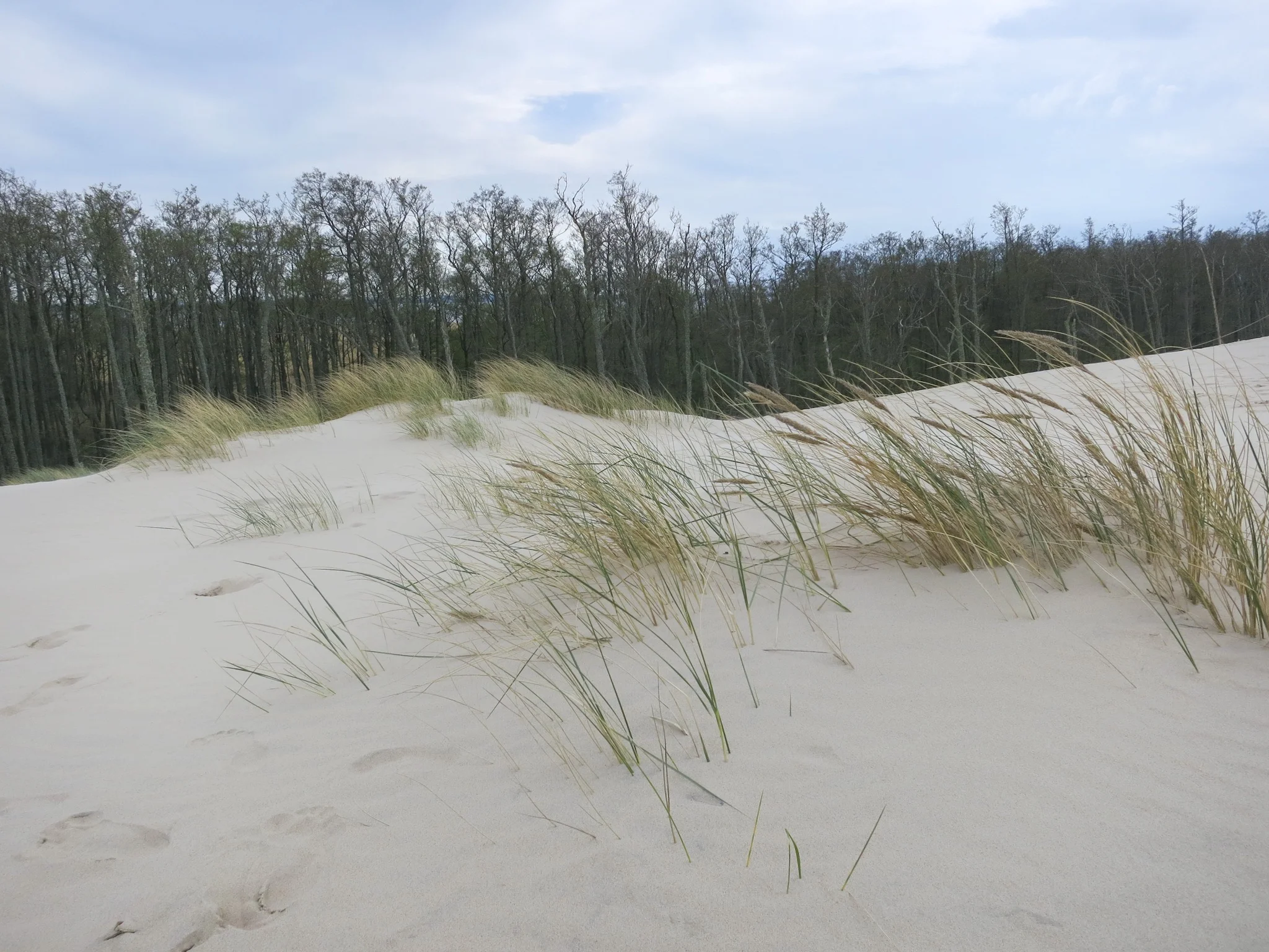 Grasses in front of the Alder forest on the eastern edge of the Łackca Sand Dune In Słowiński National Park