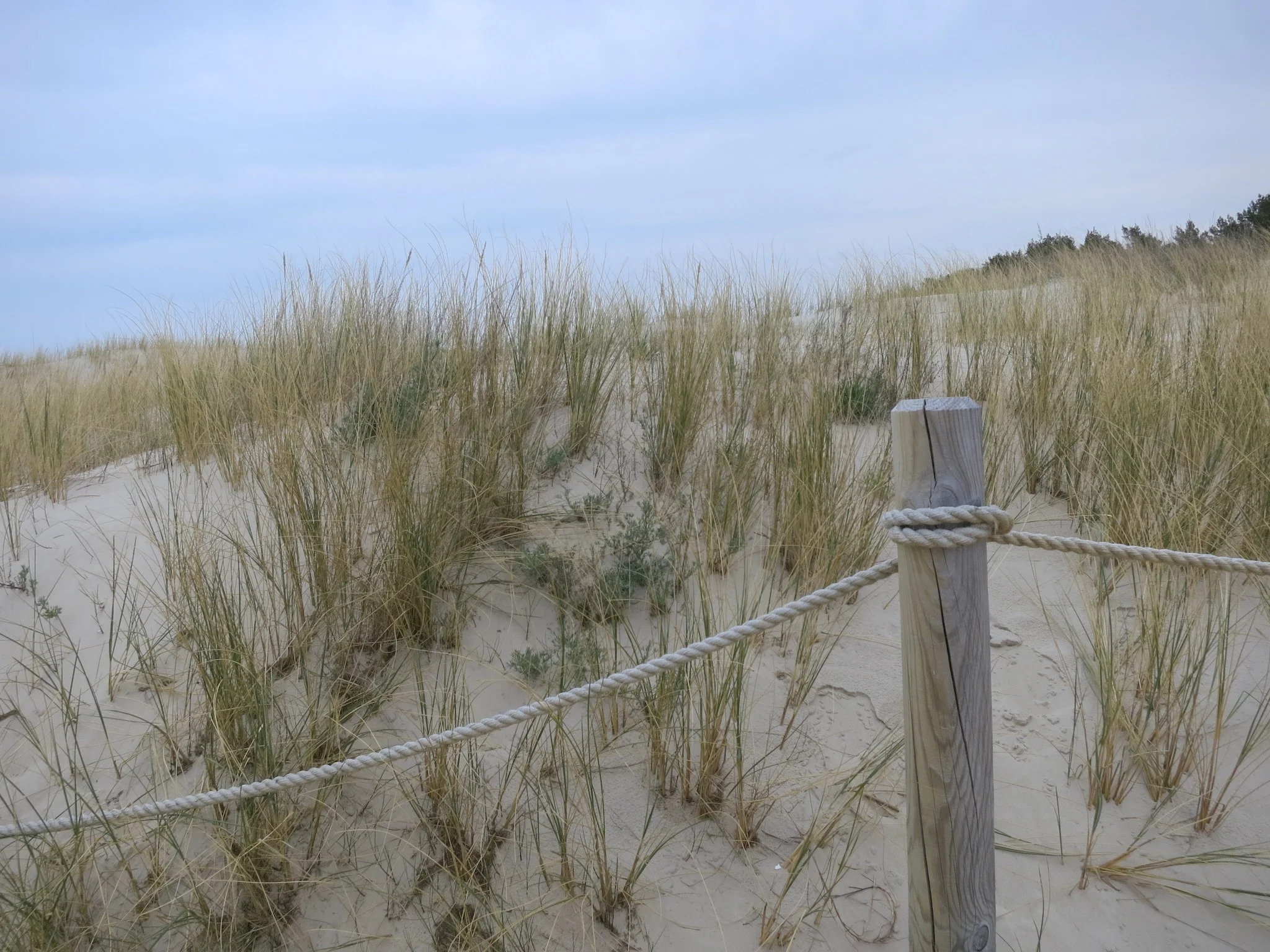 Grasses on the protected area of the Łackca Sand Dune In Słowiński National Park