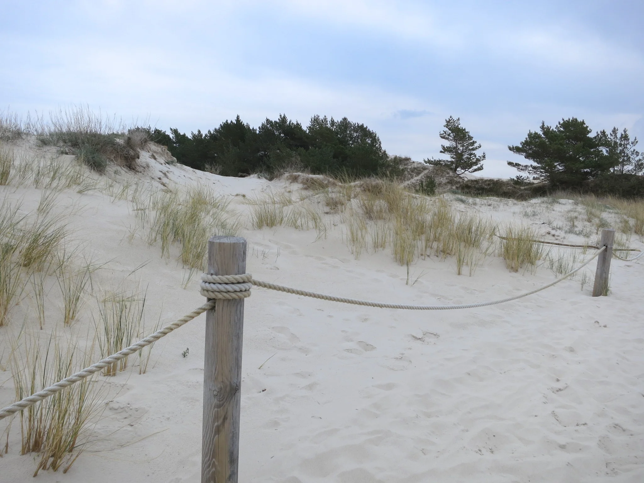 Trees and grasses on the Łackca Sand Dune In Słowiński National Park