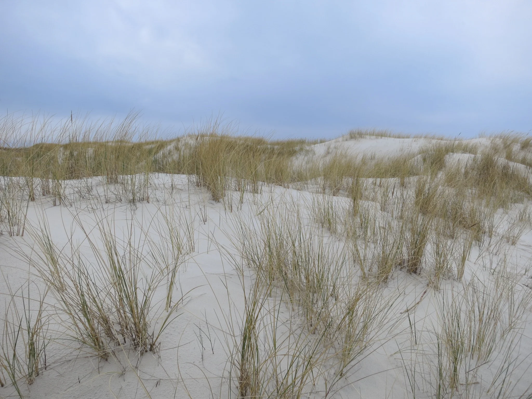 Grasses on the Łackca Sand Dune In Słowiński National Park