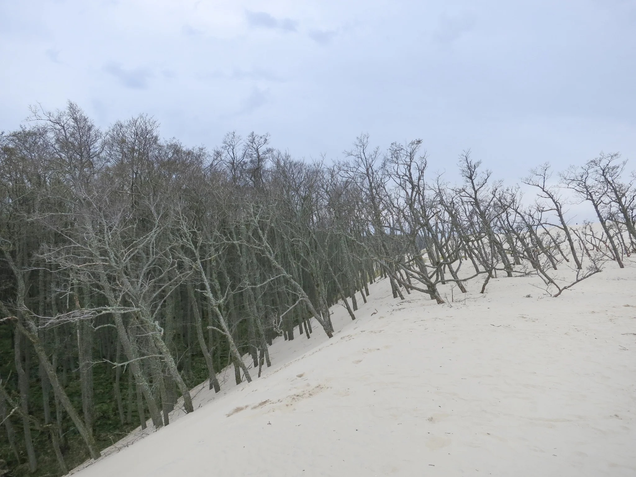 Dead alder trees that stick out of the top of the Łackca Sand Dune In Słowiński National Park