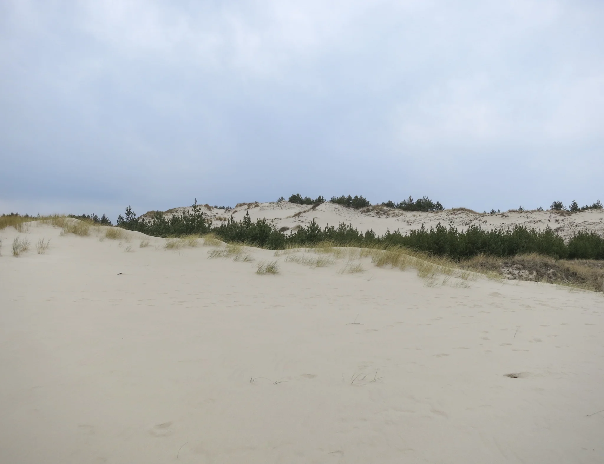 Trees and grasses on the Łackca Sand Dune In Słowiński National Park
