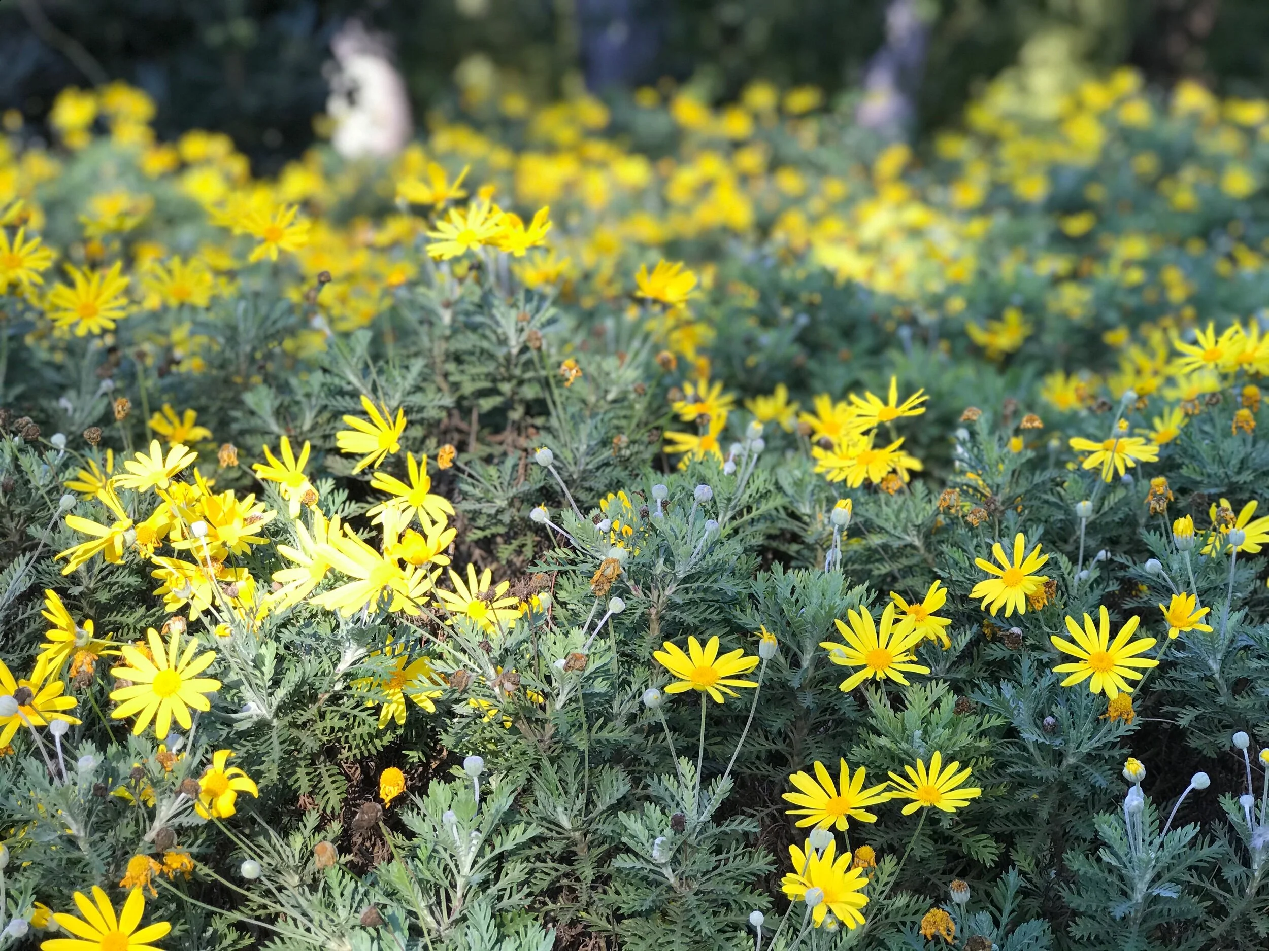 Yellow flowers on a coniferous bush in the Royal Pedralbes Park, Barcelona Spain