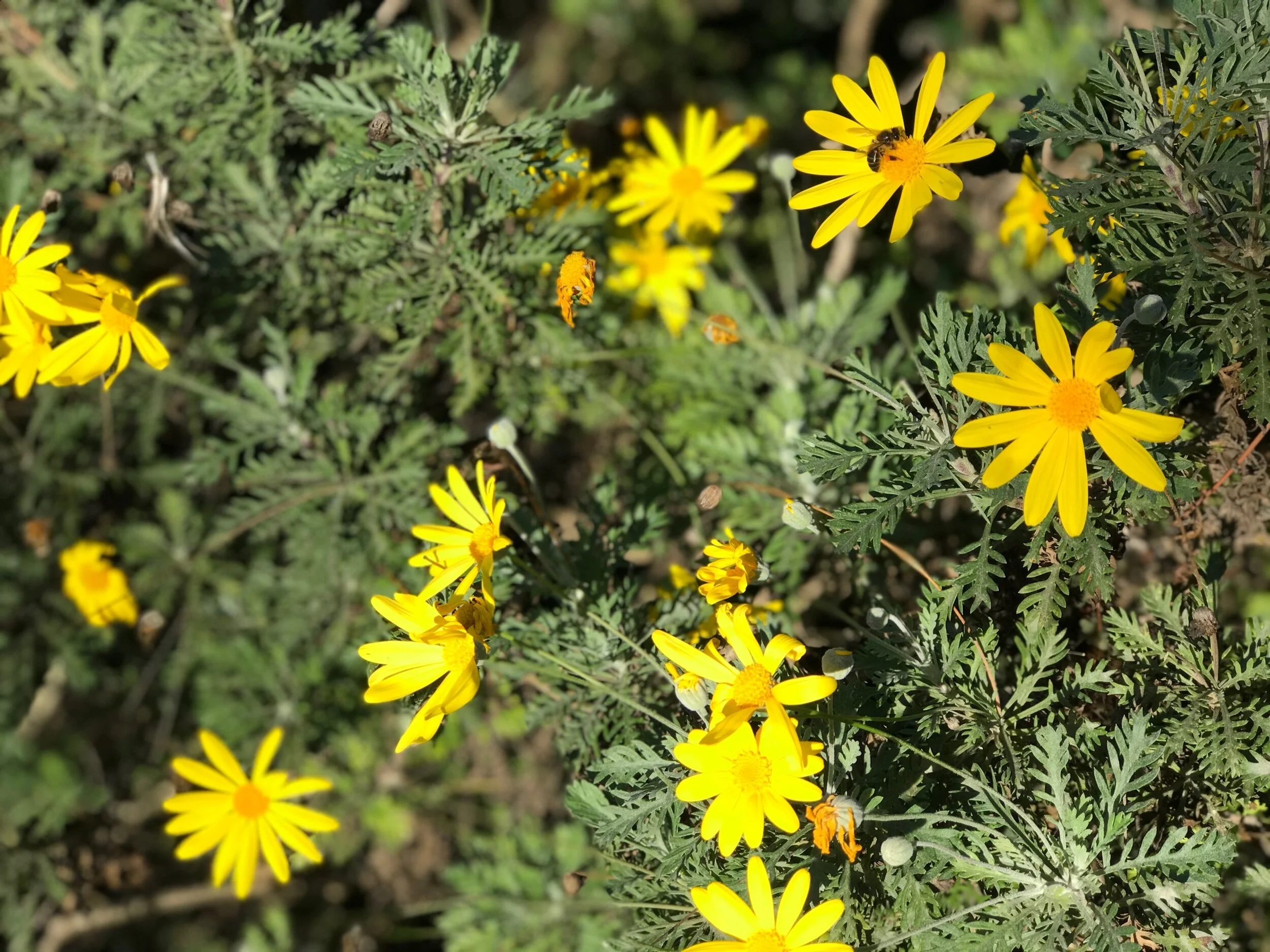 Close-up of yellow flowers in the Royal Pedralbes Park, Barcelona Spain