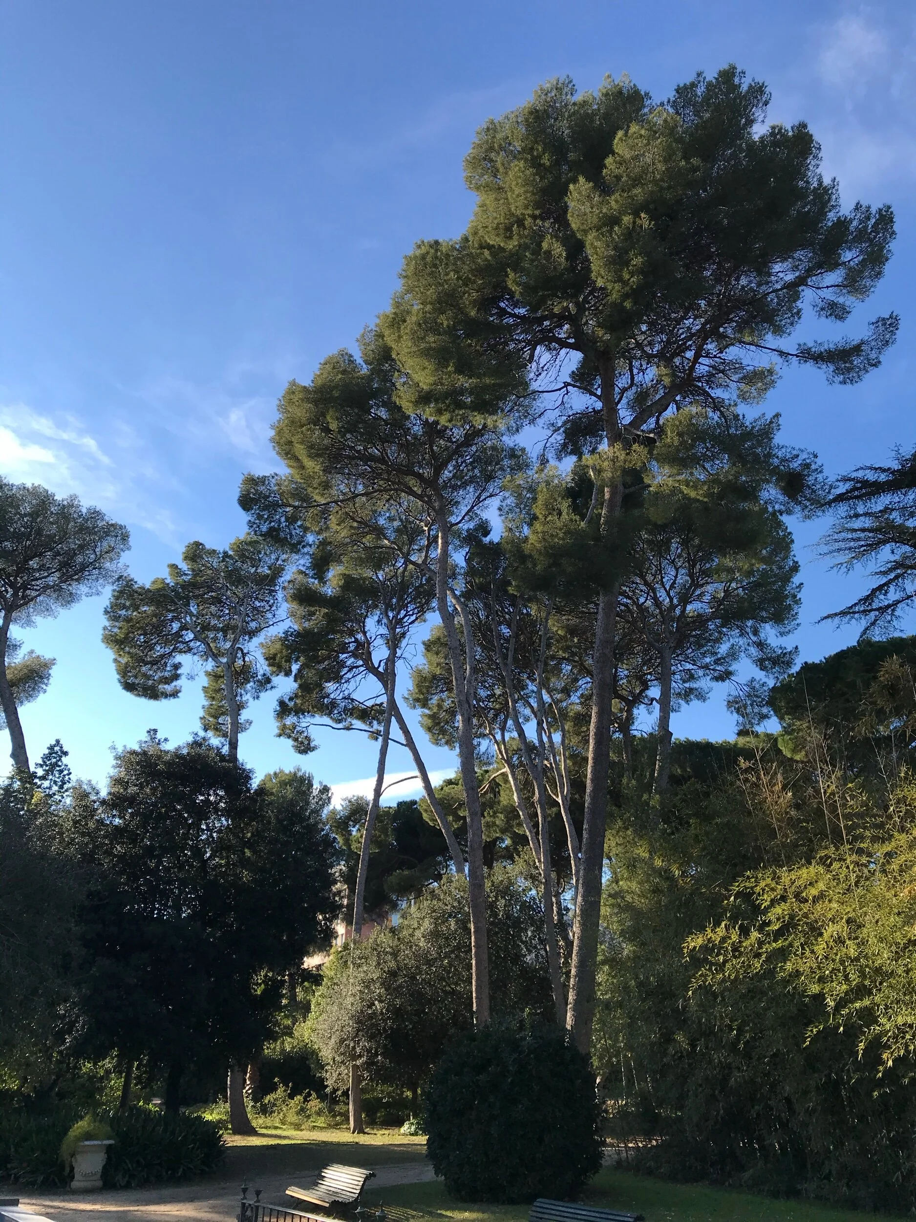 Trees and benches in in the Royal Pedralbes Park, Barcelona Spain