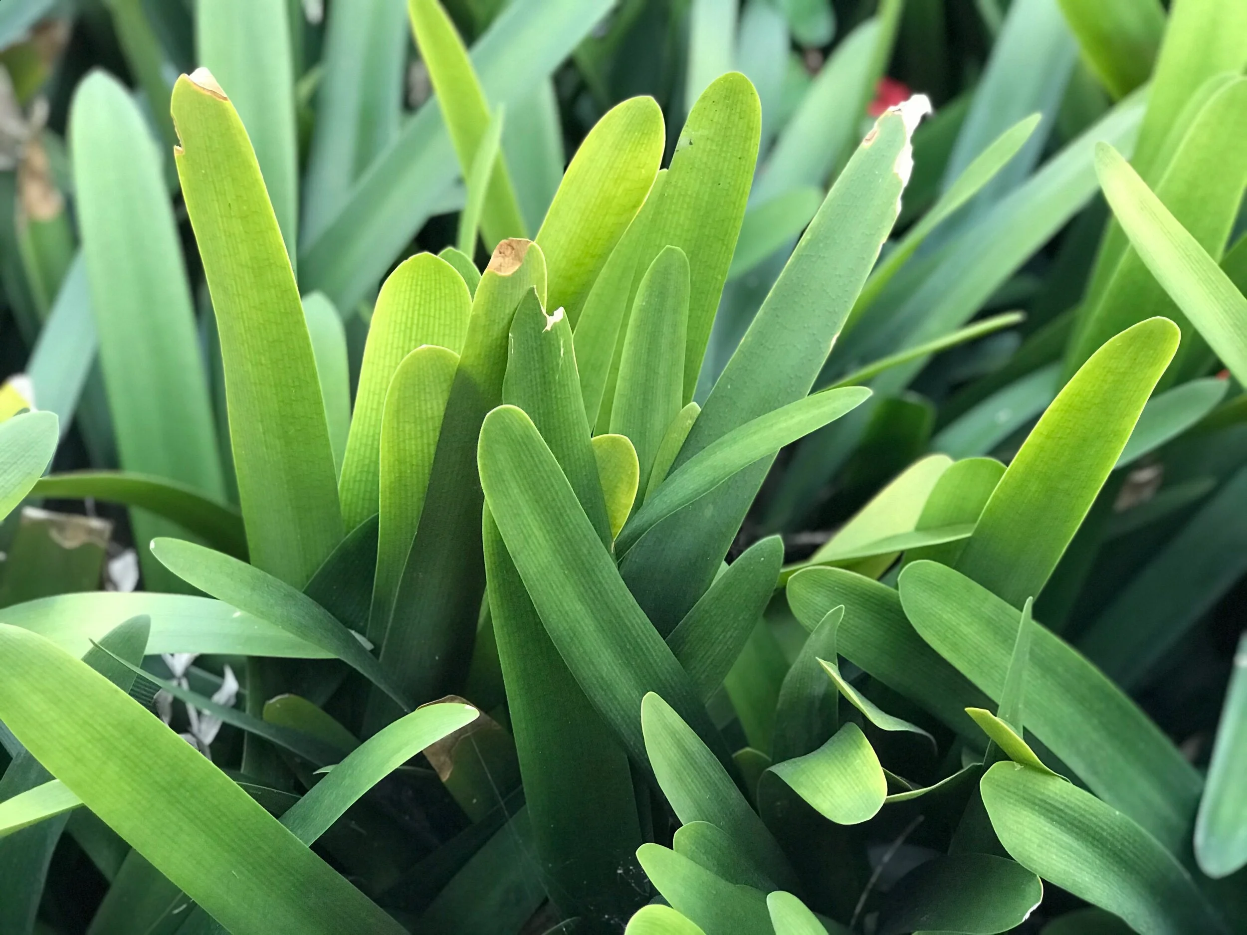 Close up of blades of grass