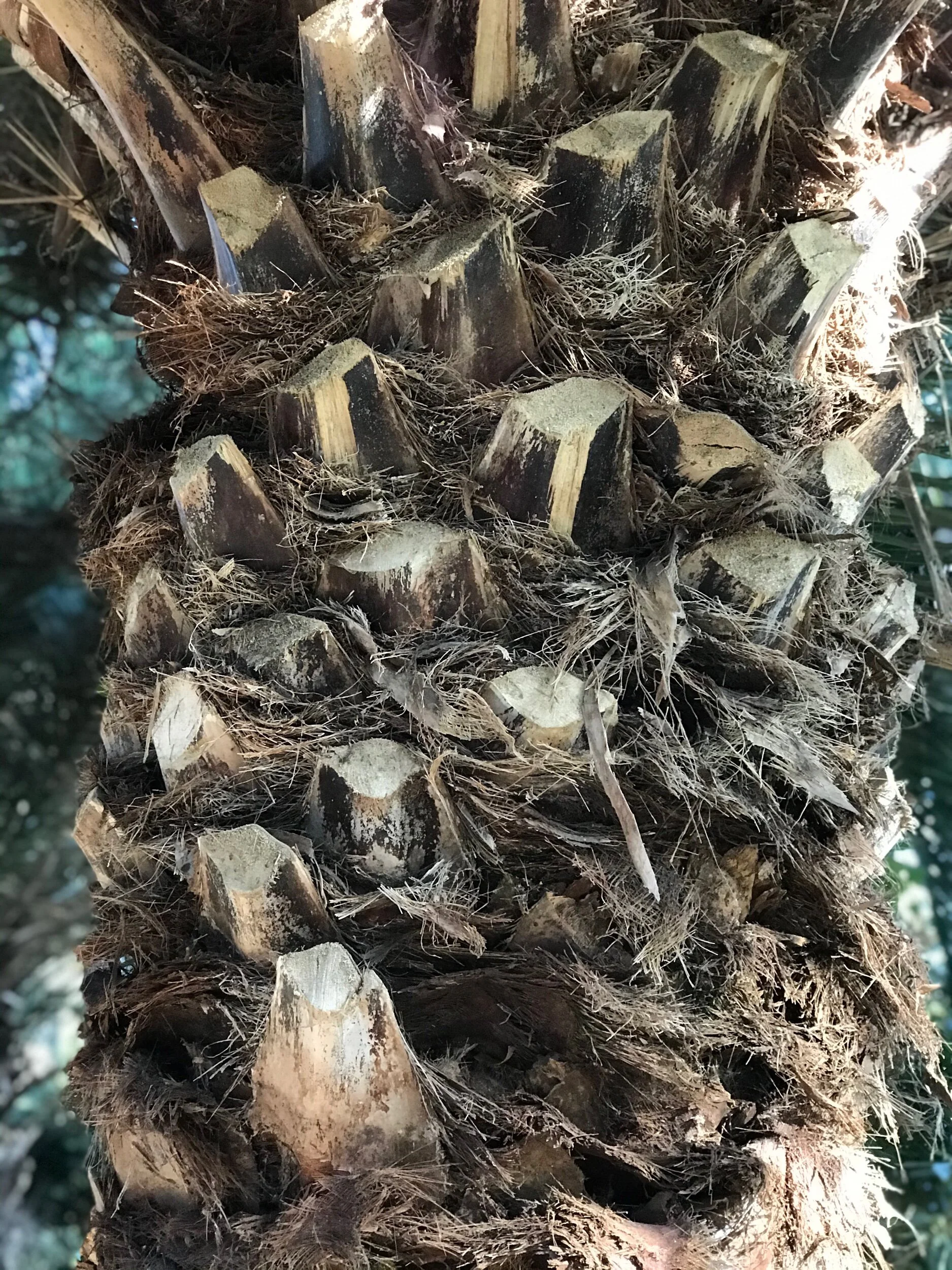 Close up of the top of the trunk of a palm tree
