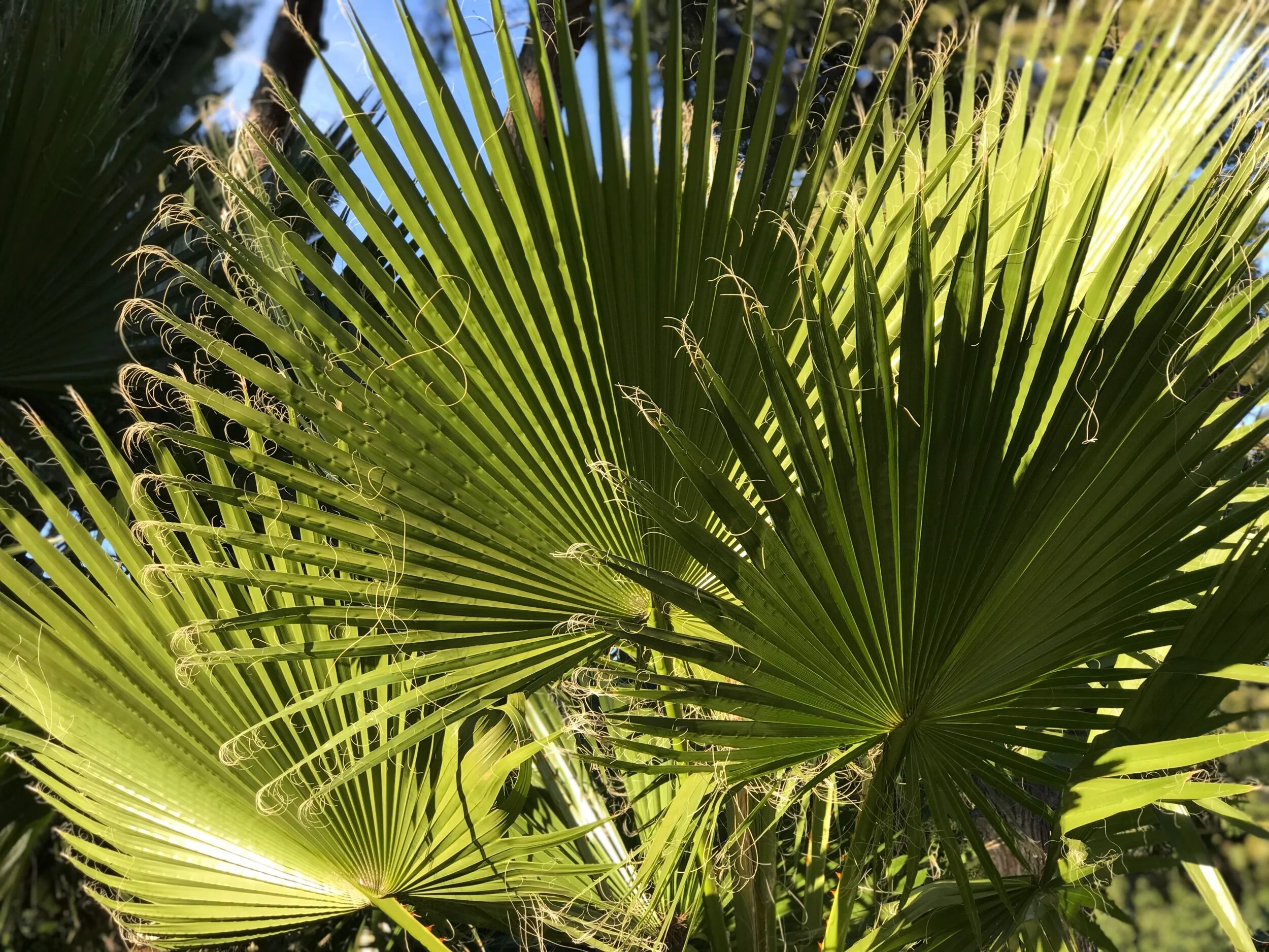 Close up of palm fronds
