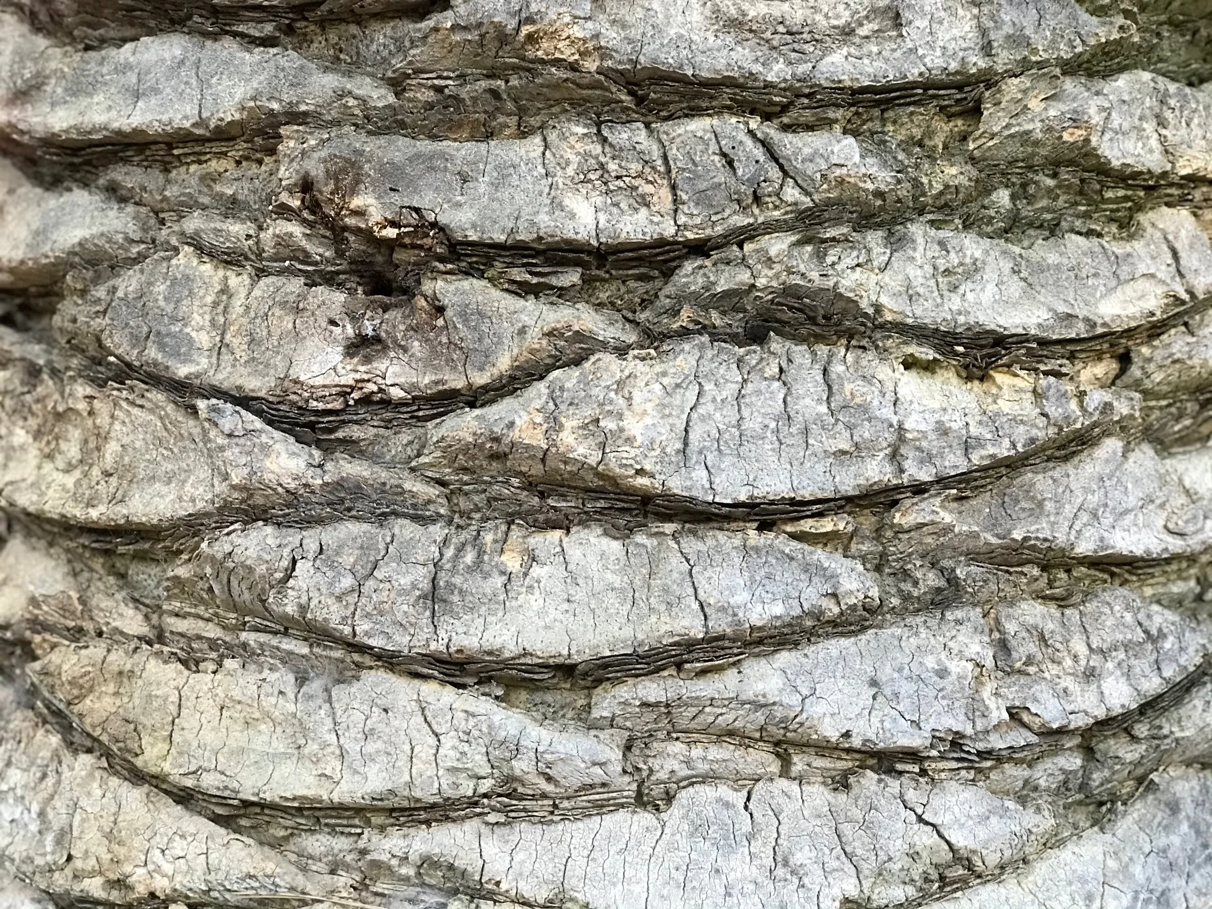 Close up of palm trunk texture