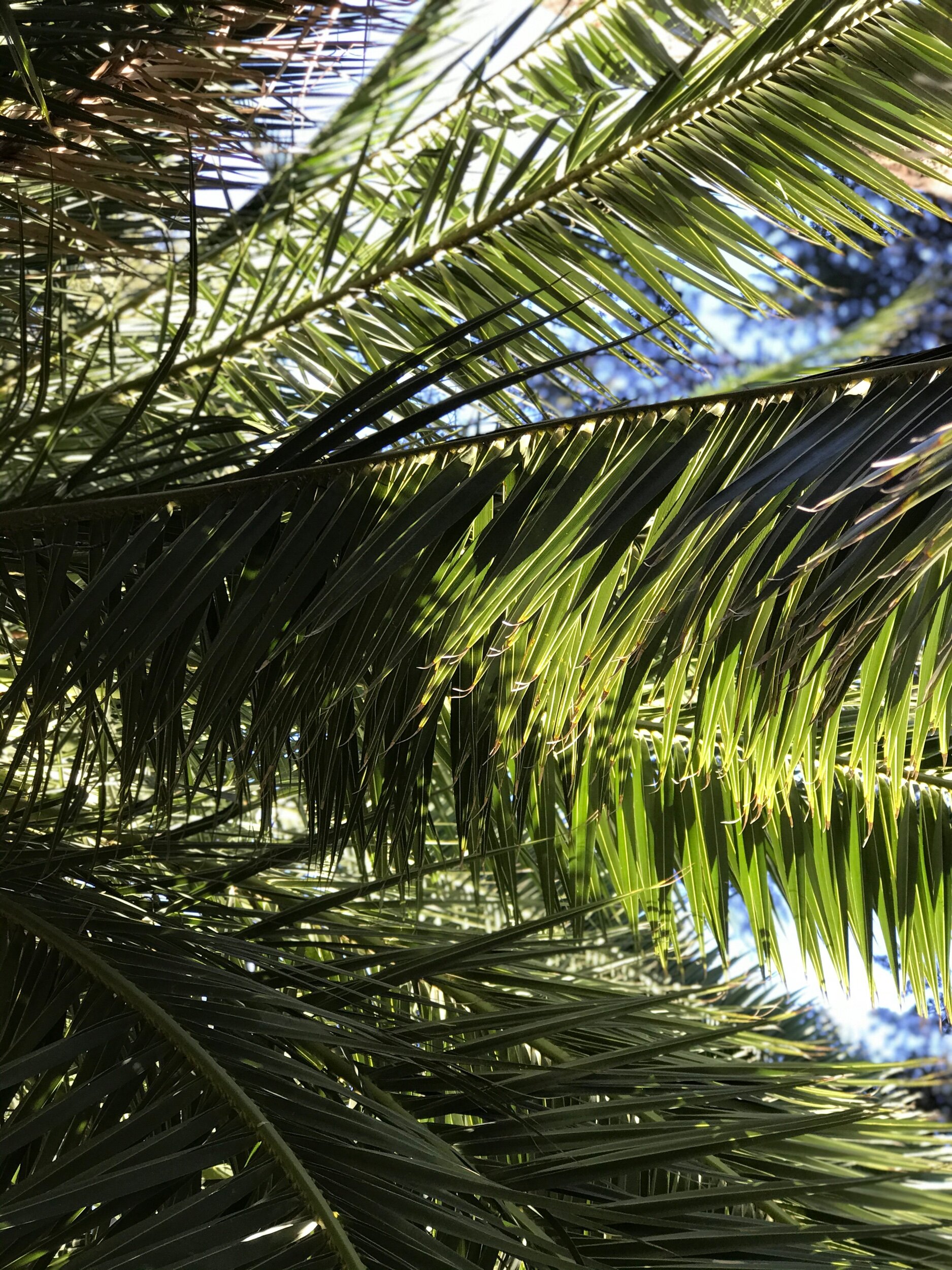 IMG_6792.jpeg