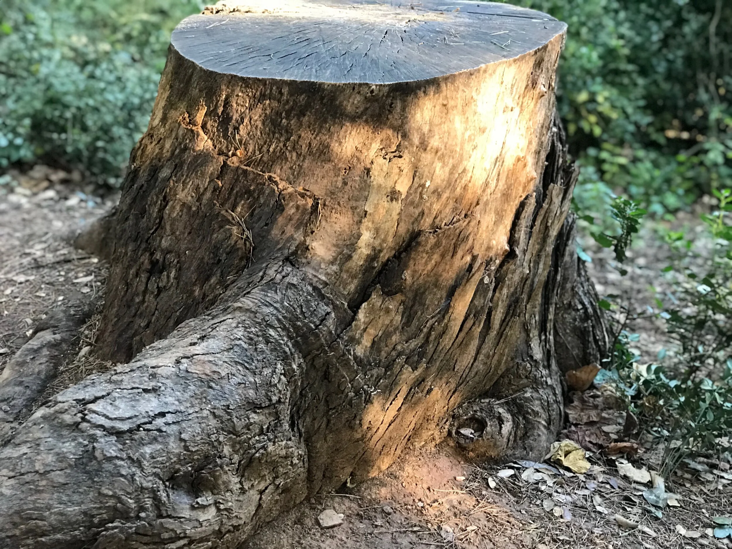 Tree stump in the sunlight