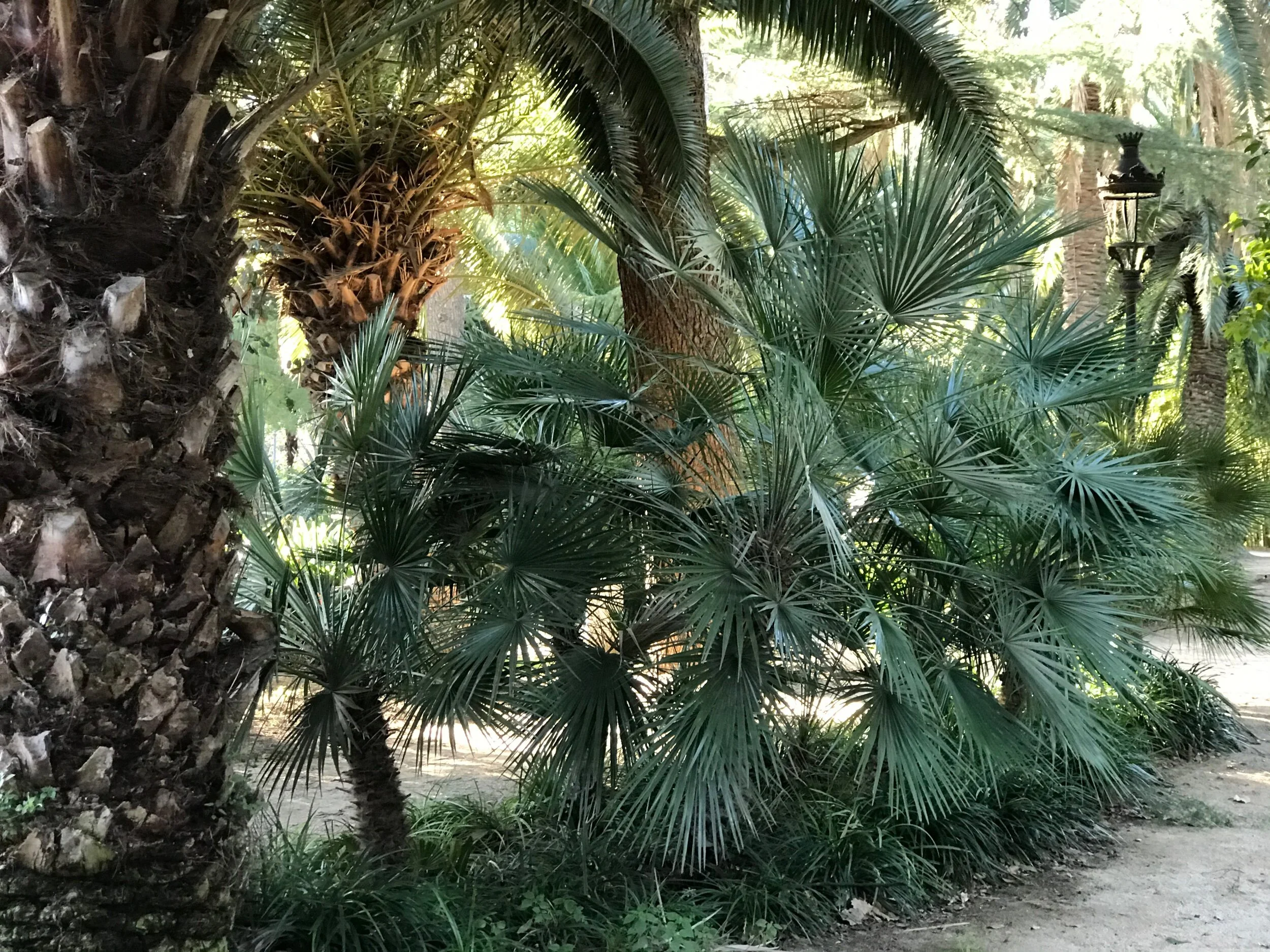 Trees and lamp post in the Royal Pedralbes Park, Barcelona Spain