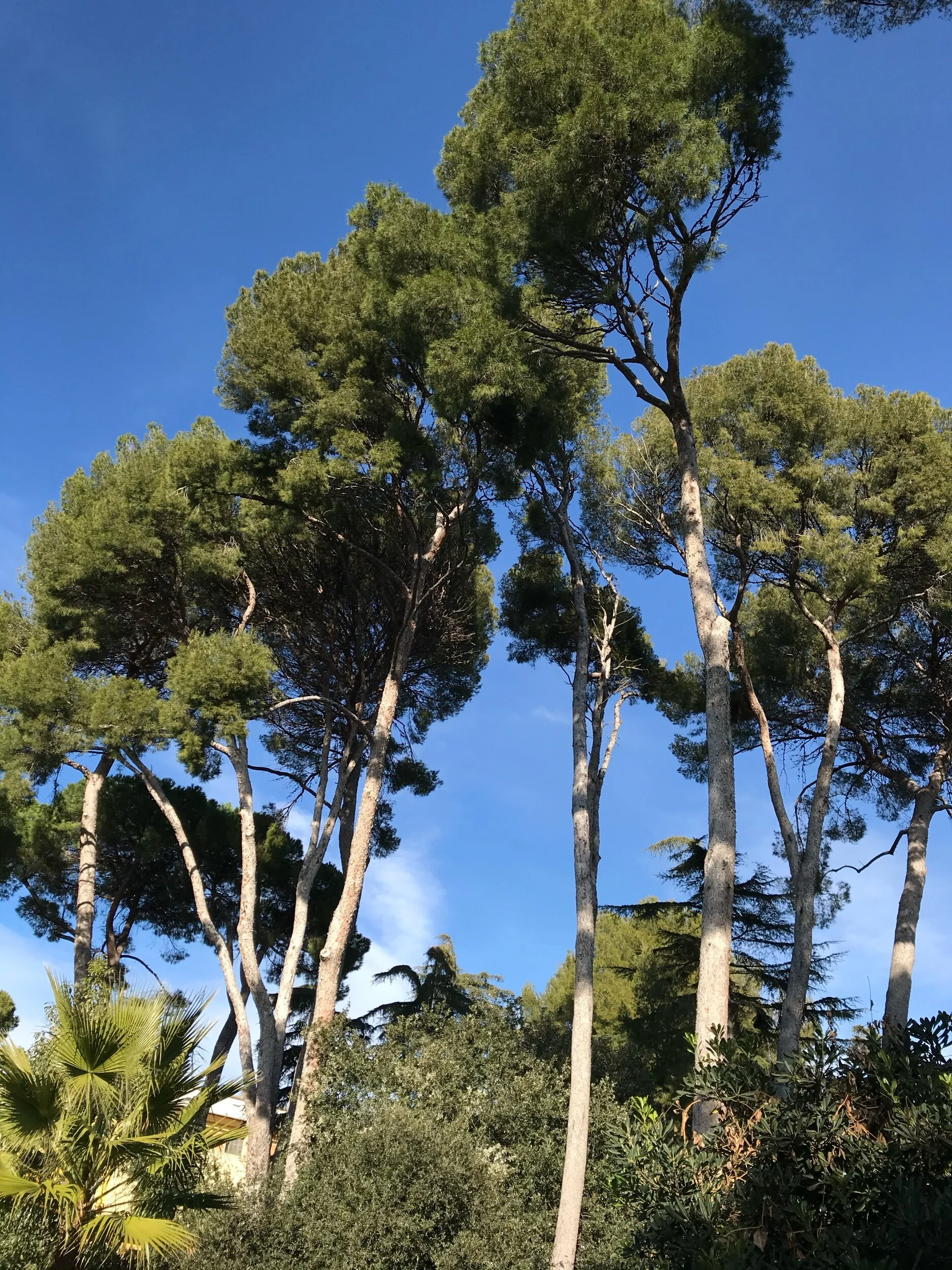 Trees in the Royal Pedralbes Park, Barcelona Spain