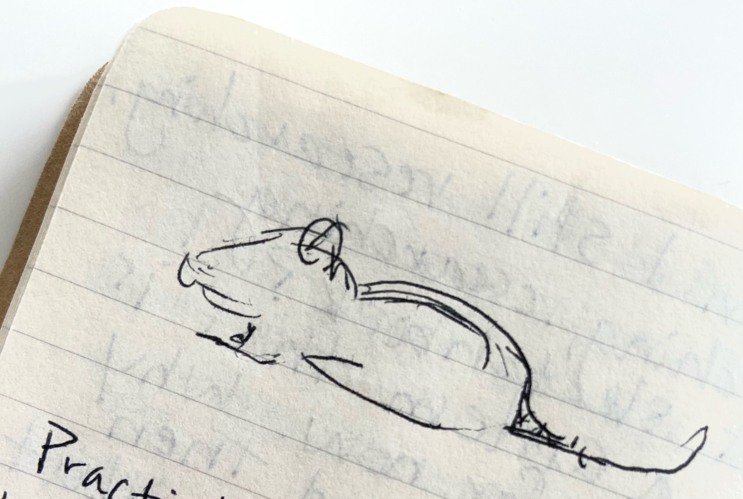 Sketch of a rodent