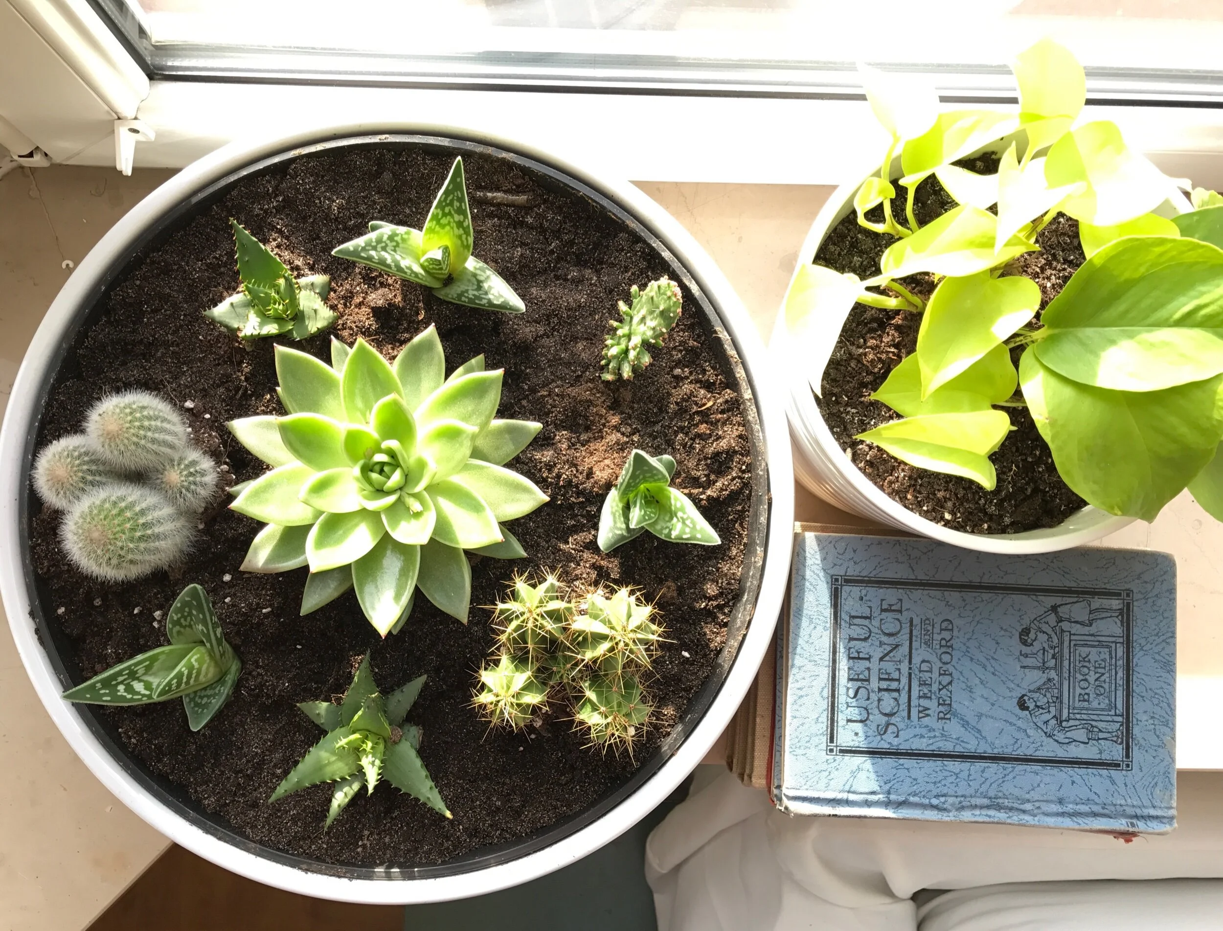 Plants on a windowsill