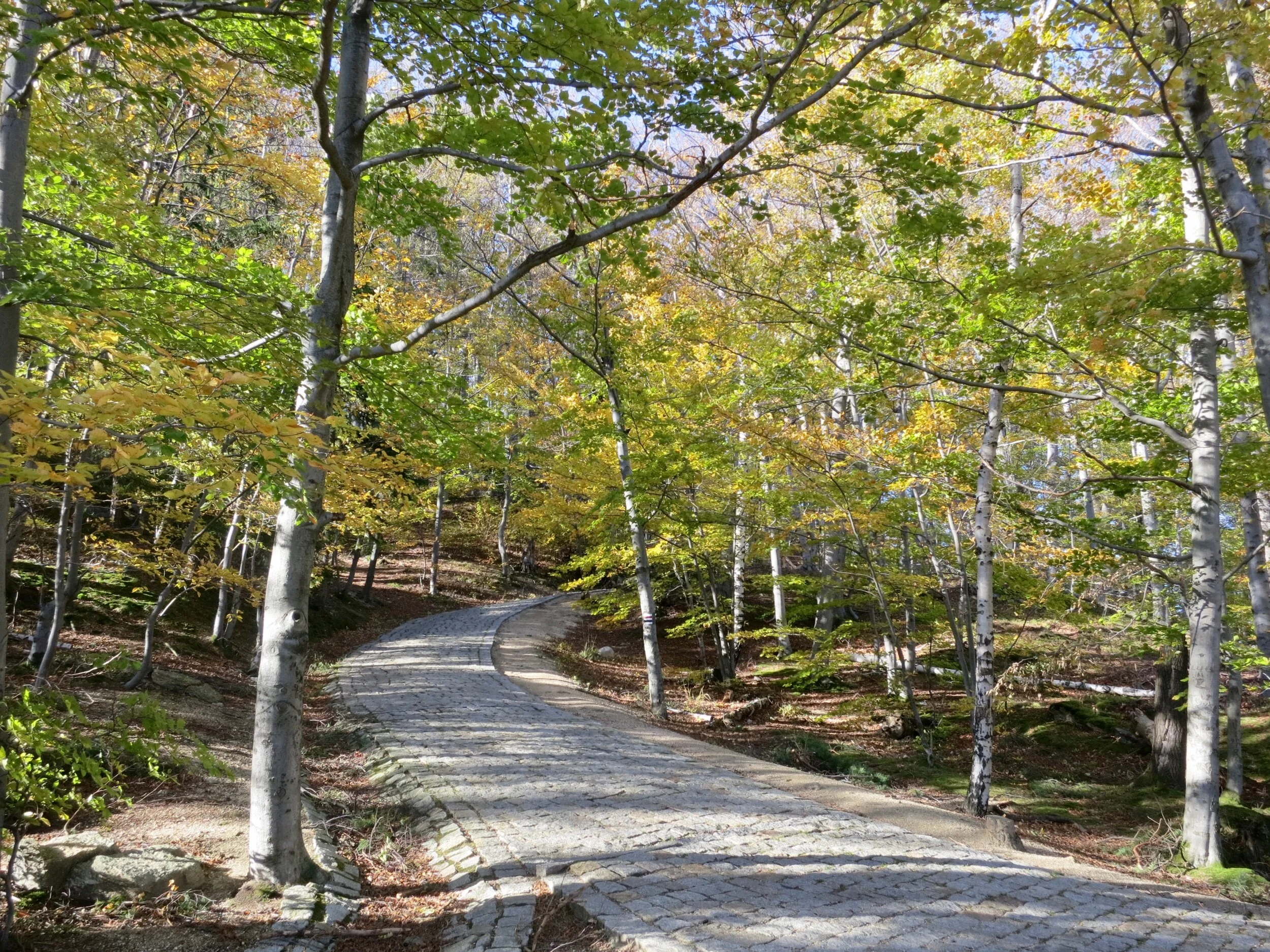 Path through the Karkonosze National Park leading to Chojnik Caastle