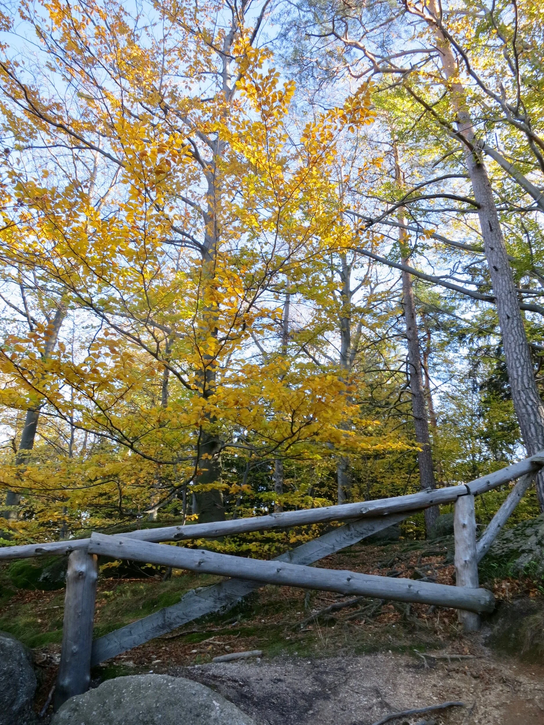 Fall foliage in the Karkonosze National Park