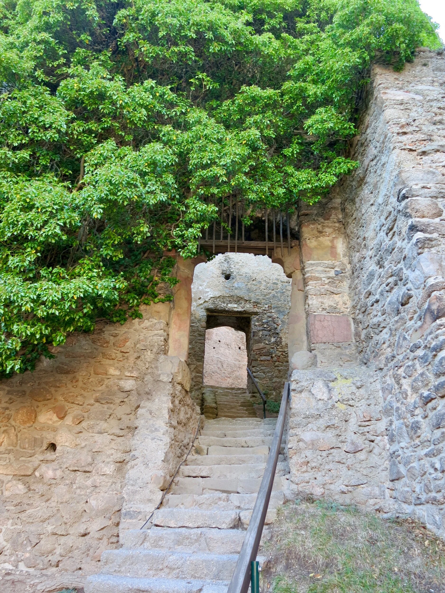 Tree growing in the ruins of Chojnik Castle