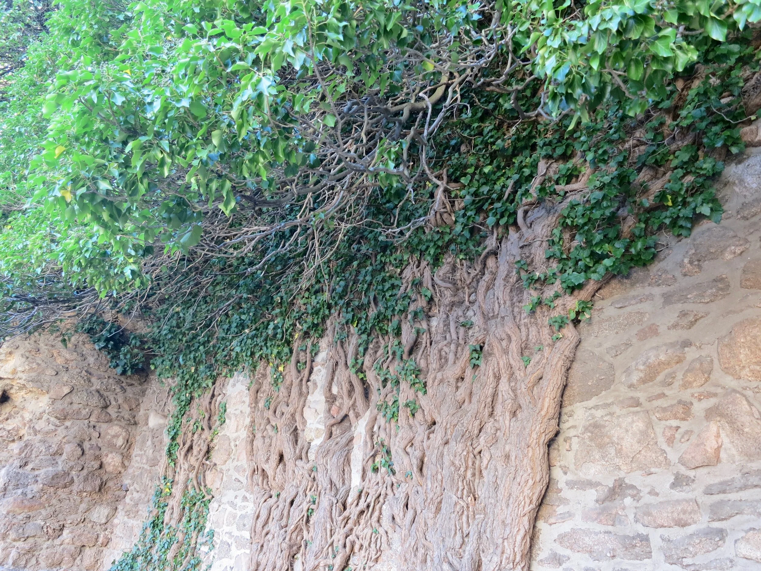 Roots growing up the wall of Chojnik Castle