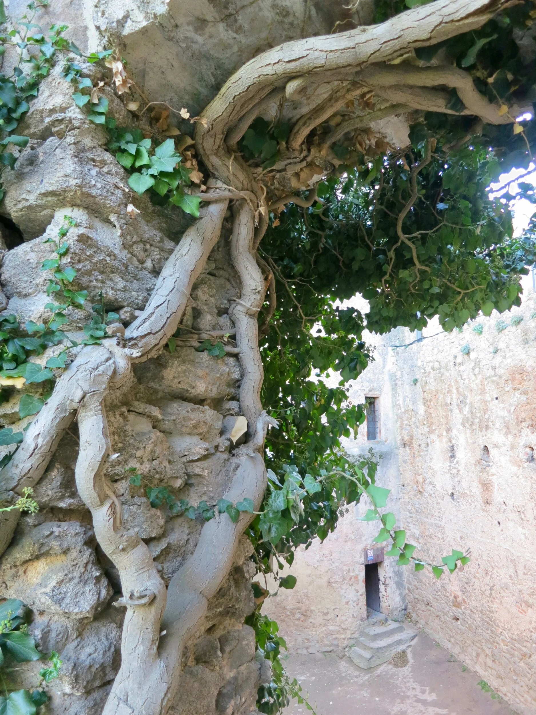 Closeup of trees growing in Chojnik Castle