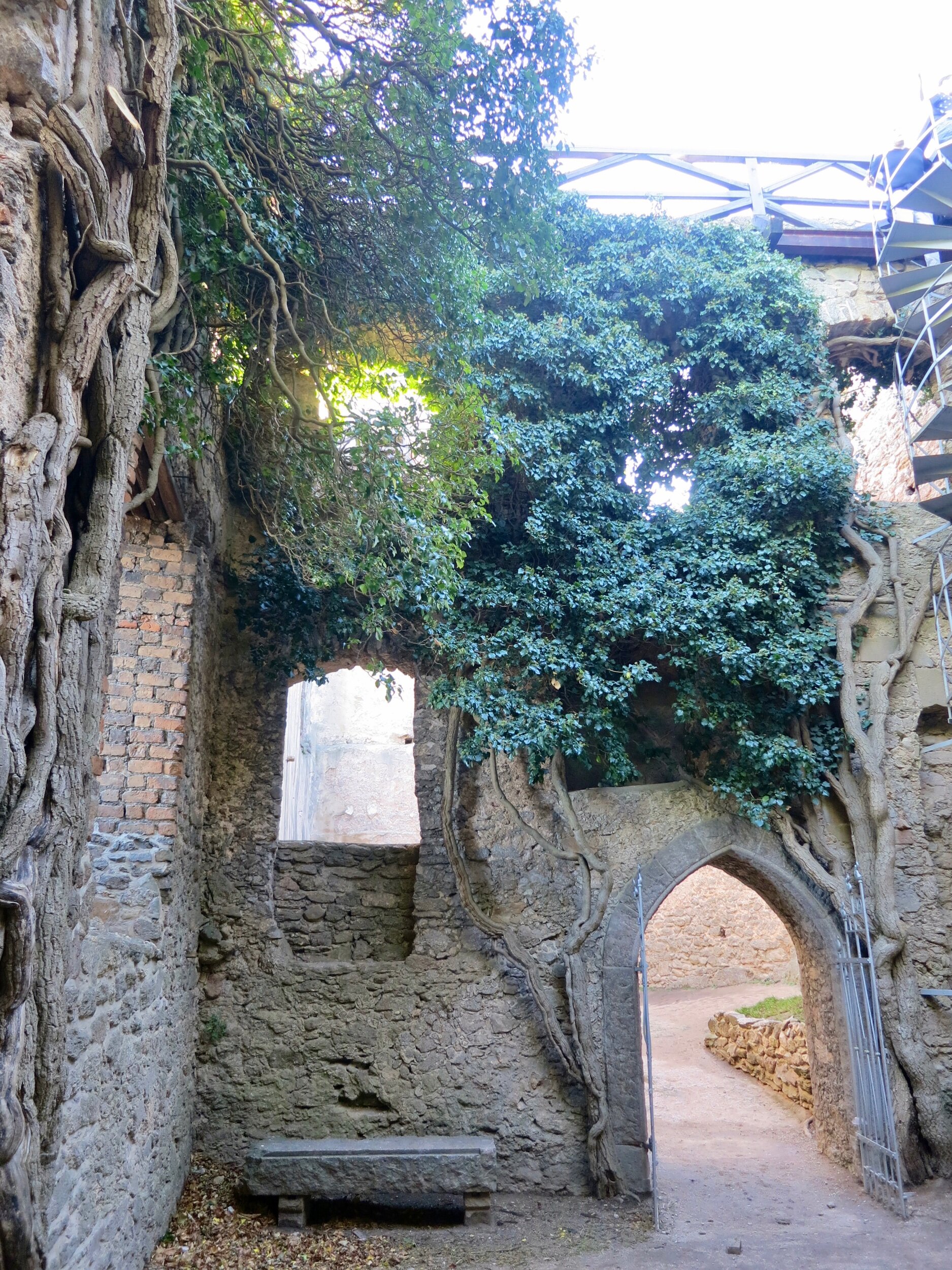 Trees growing inside Chojnik Castle