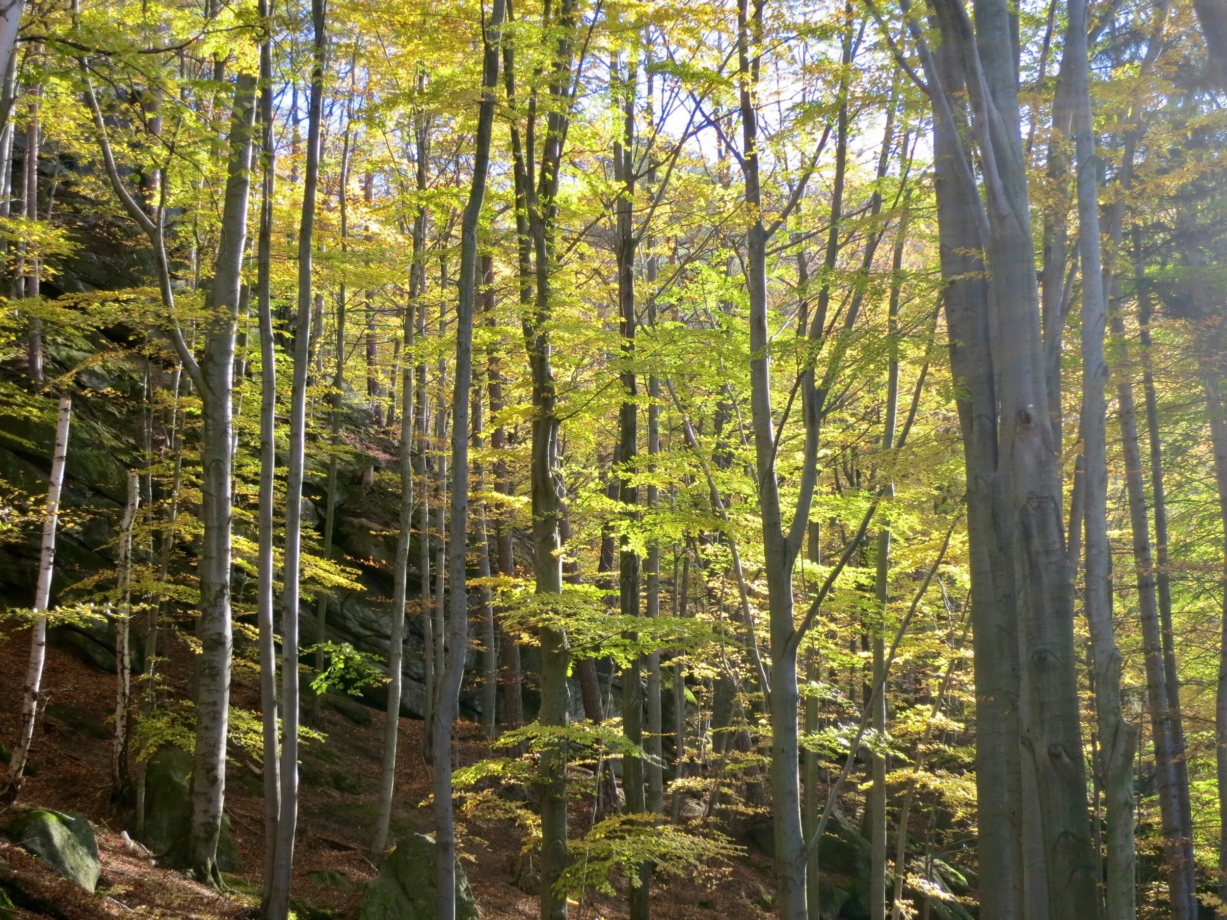 Trees in the Karkonosze National Park in Southwestern Poland