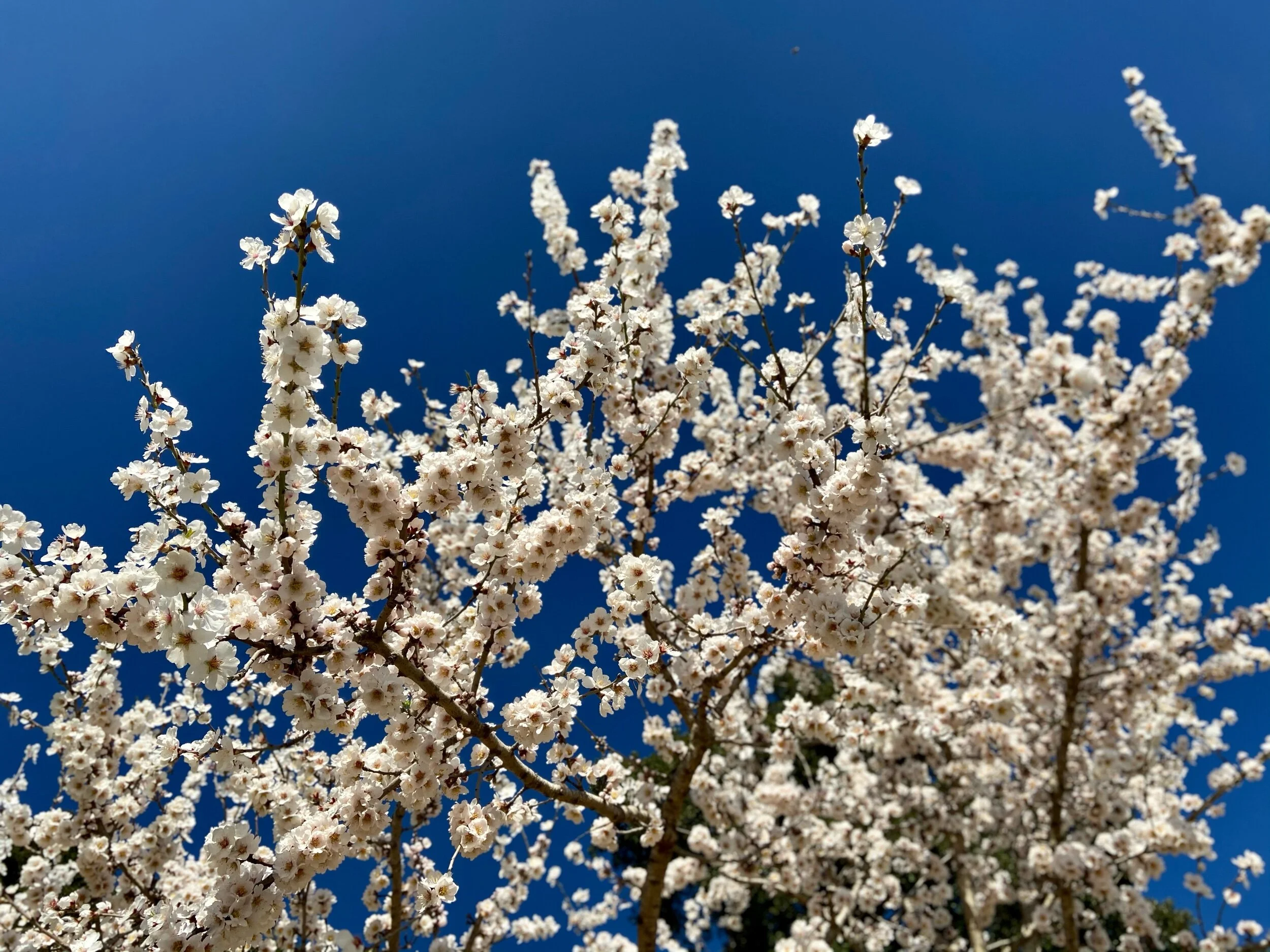A Saturday in Spring