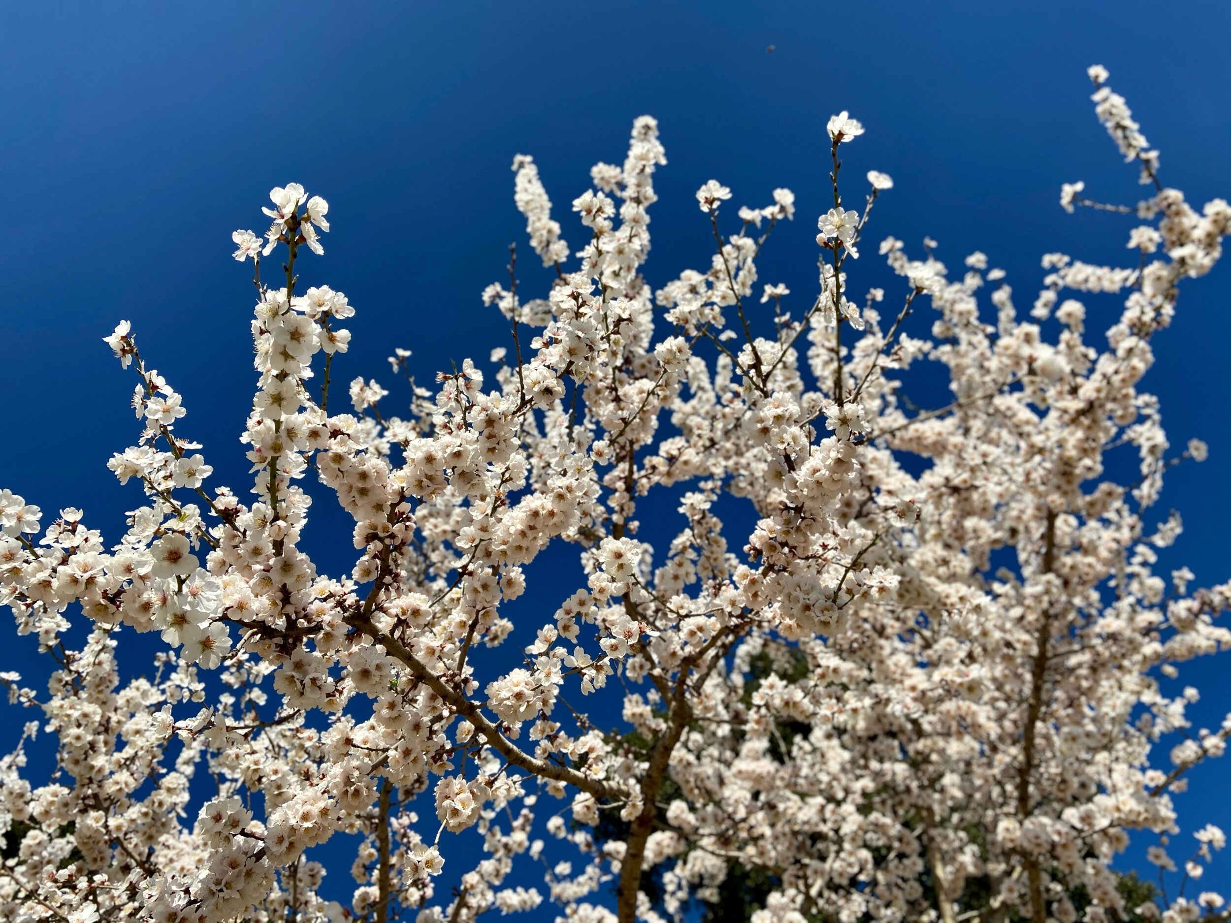 Almond blossoms in Barcelona