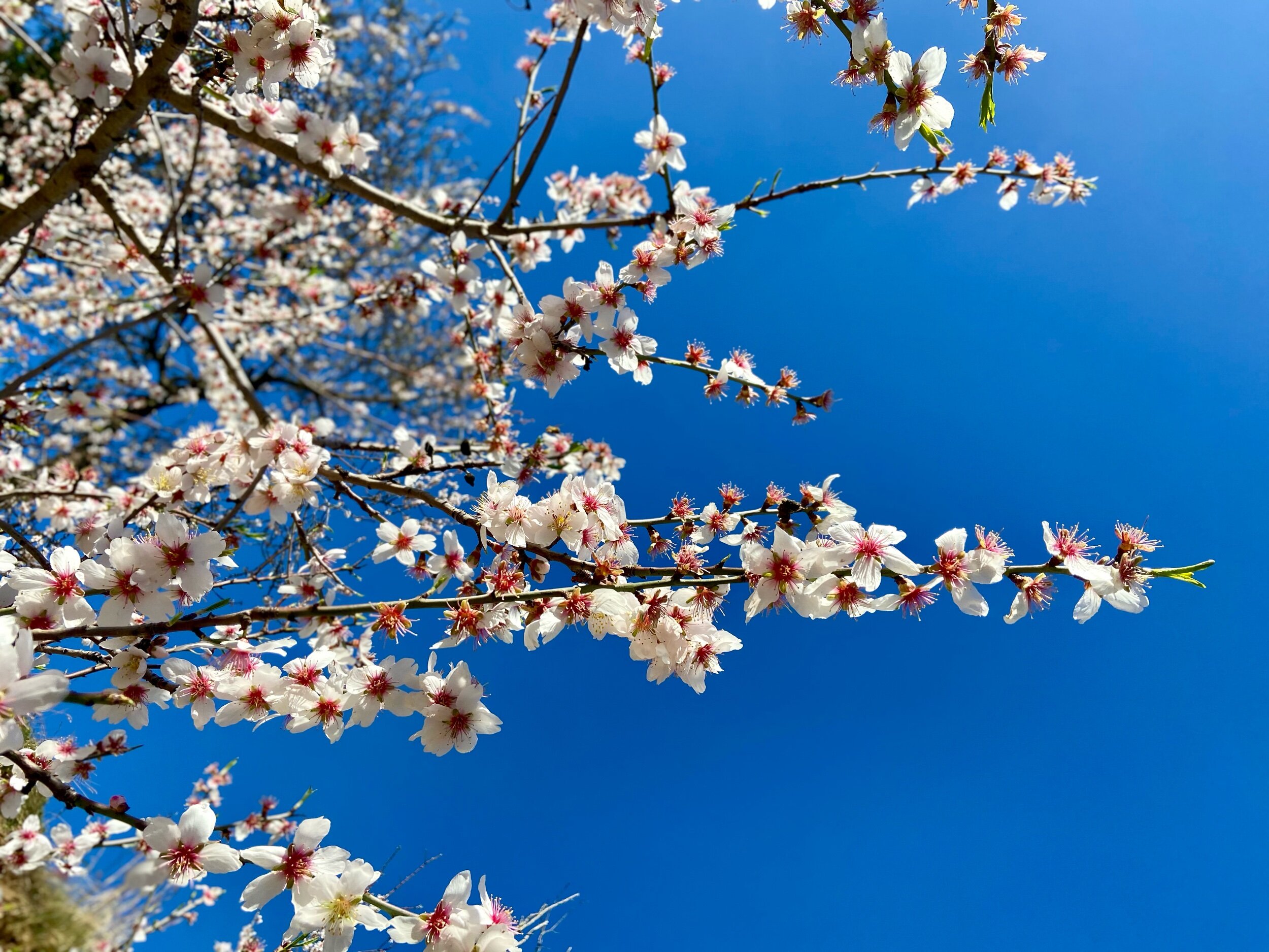 Almond blossoms against a blue sky
