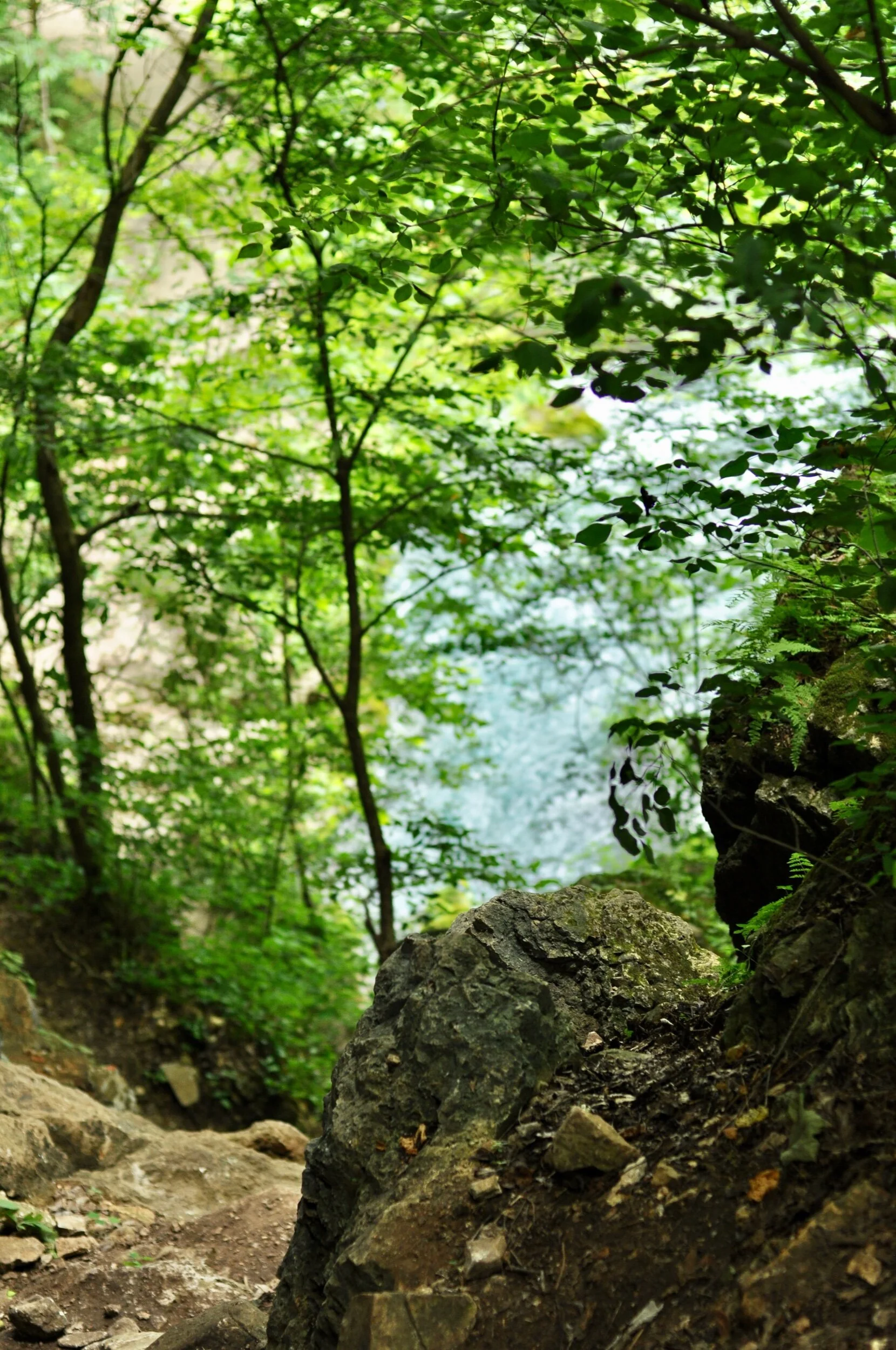 View from a path above the river at Big Spring