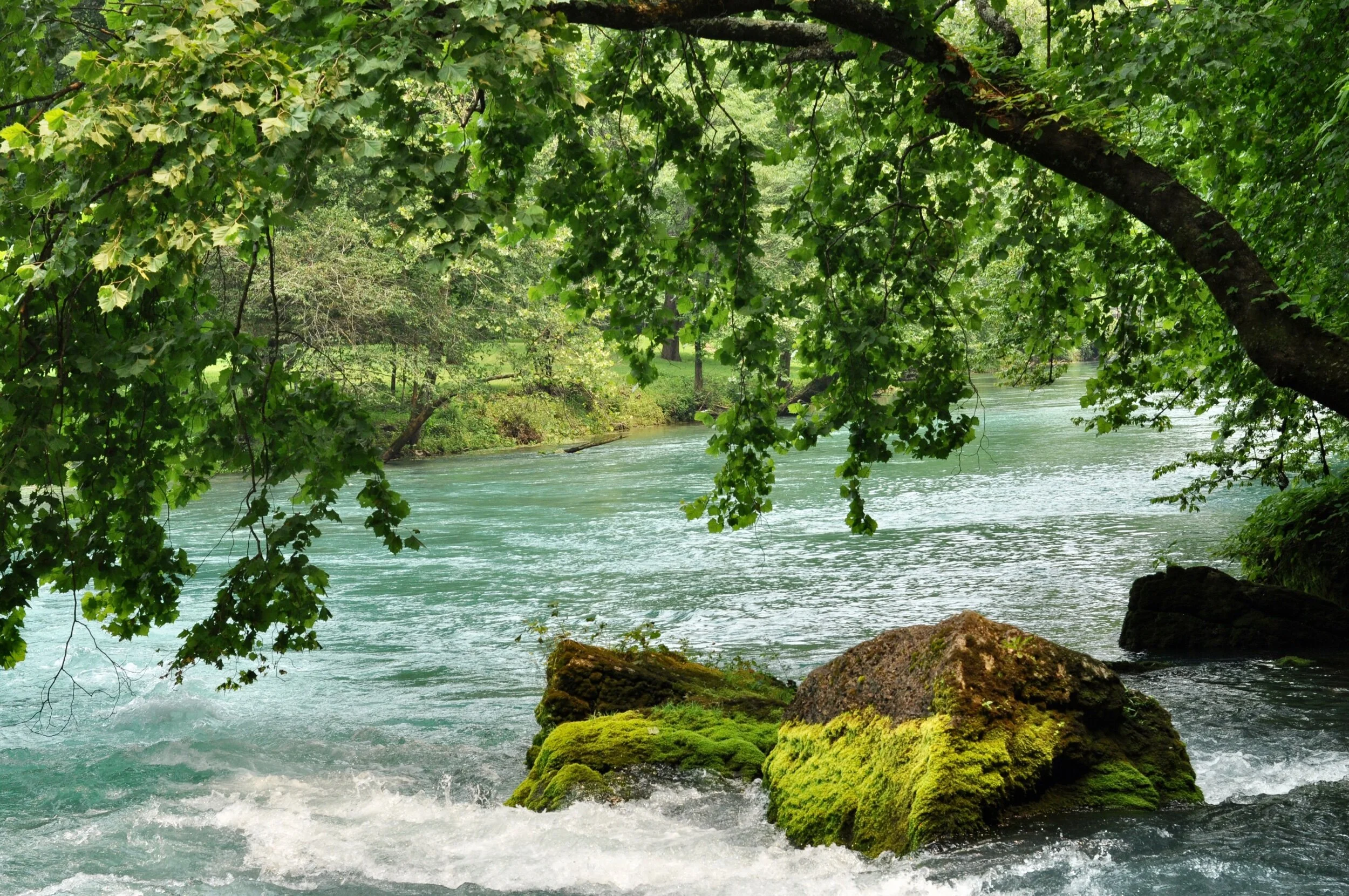 A tree leaning over the river at Big Spring, part of the Ozark National Scenic Riverways