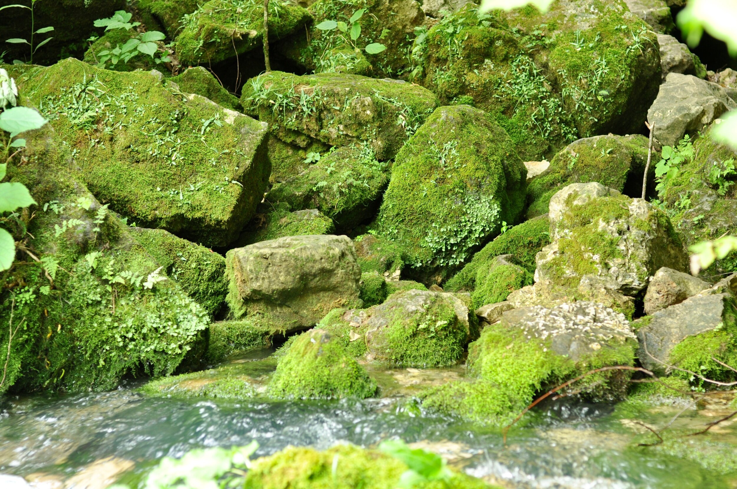 Moss covered rocks at Big Spring, Missouri