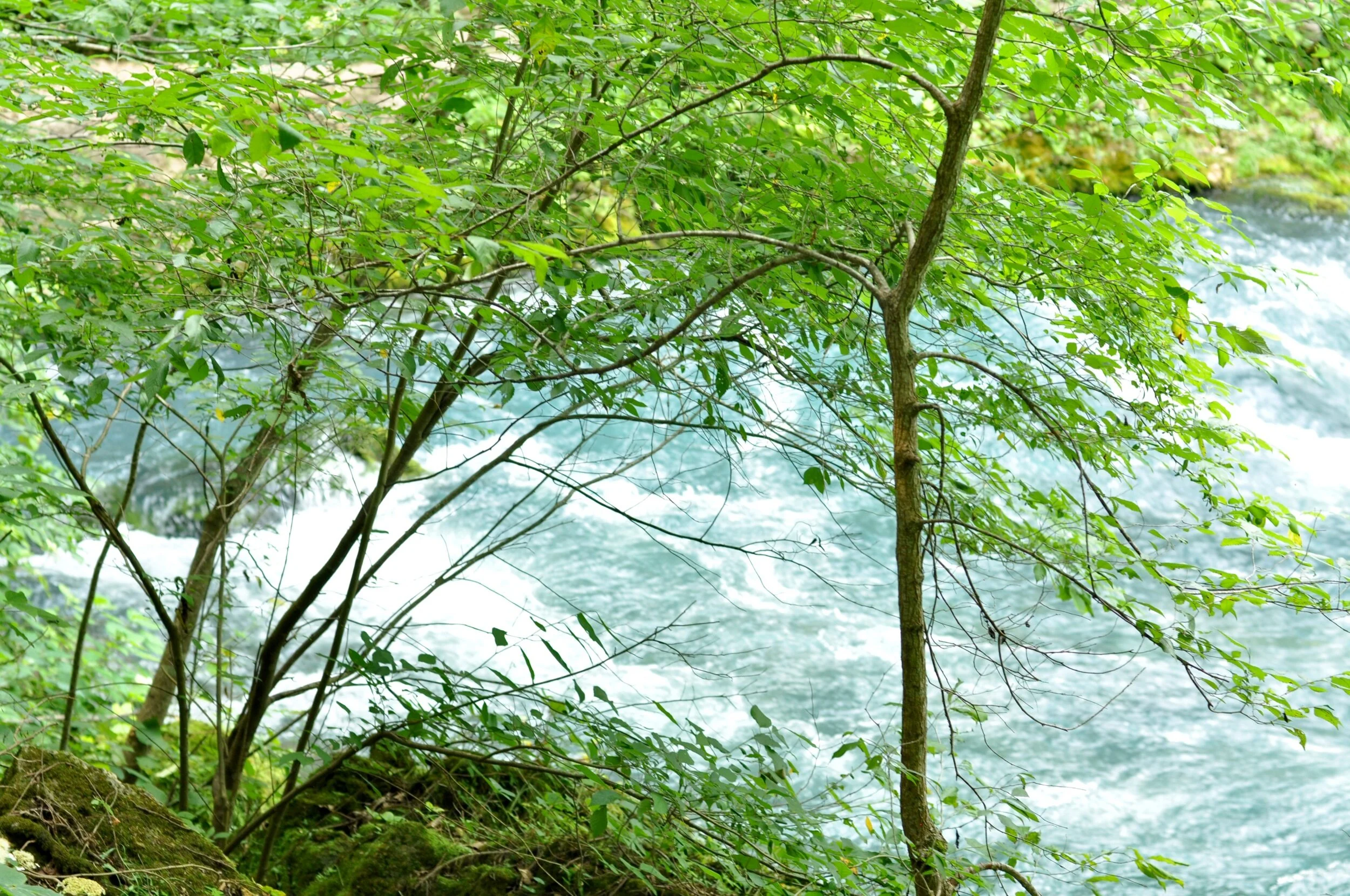 Light blue water coming out of Blue Spring, Missouri