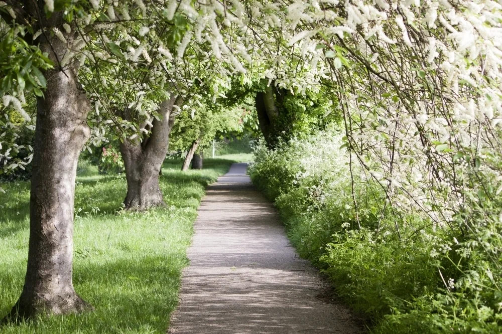 COUNSELING & PSYCHOTHERAPY