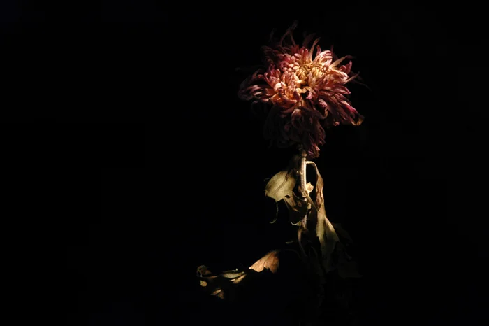lite-flower.jpg
