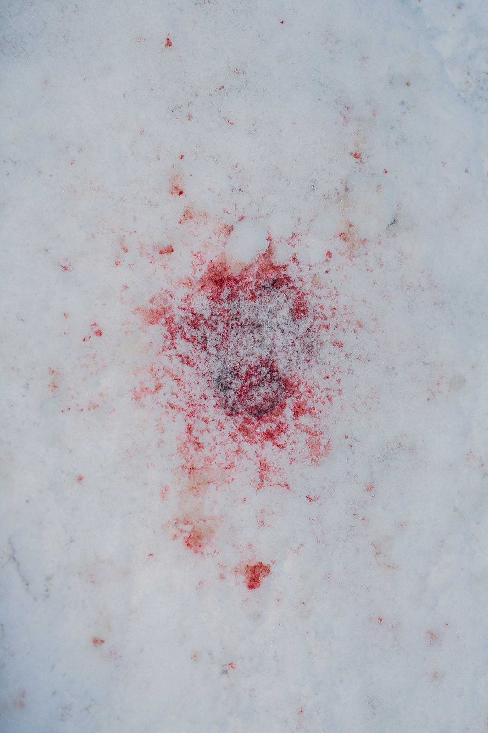  Reindeer Blood. Finmark province, Norway 