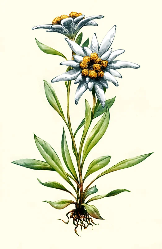 EG_Tamas_Gaspar_Edelweiss.jpg