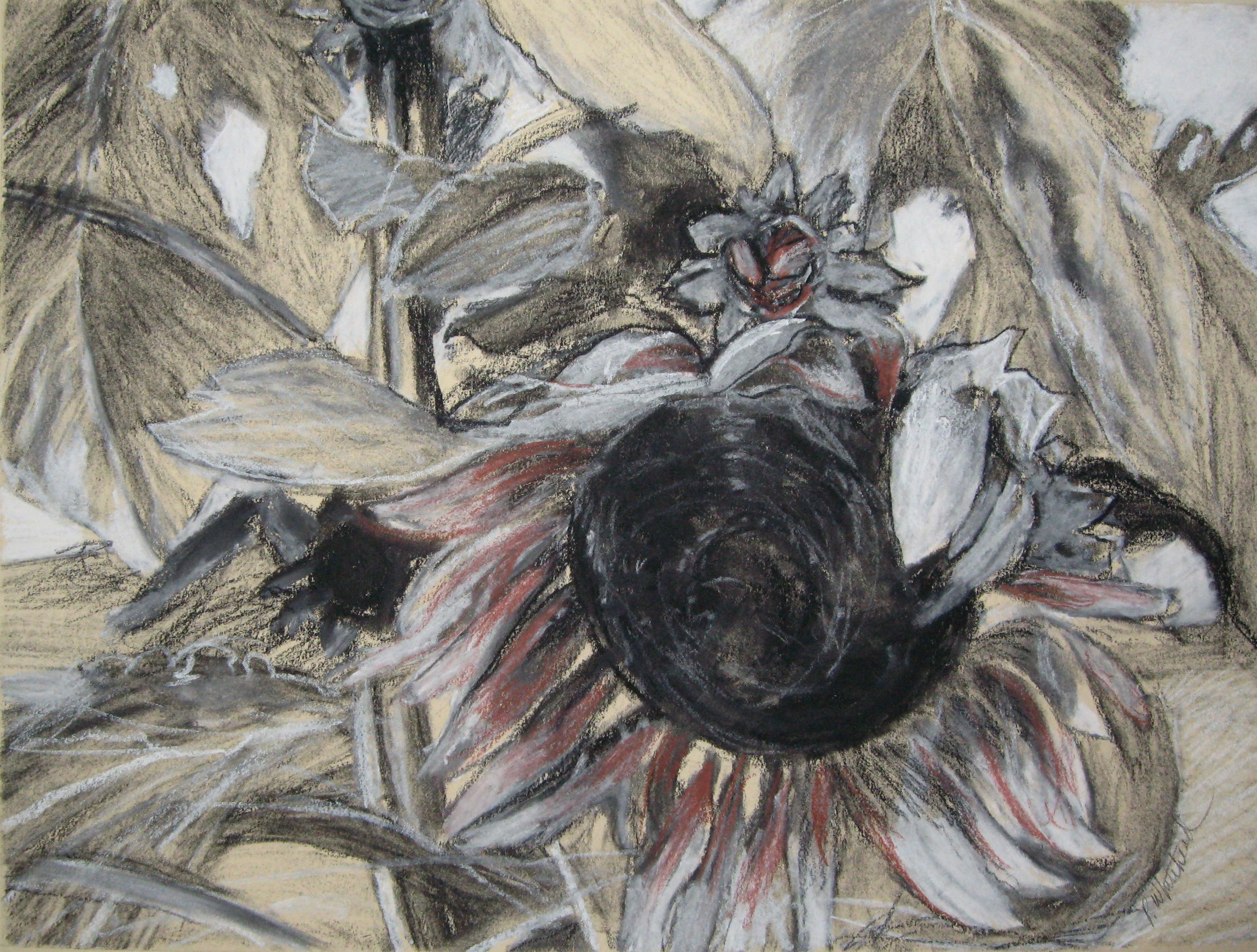 Sunflower Field I, 12 x 9", Conte on paper (private collection)