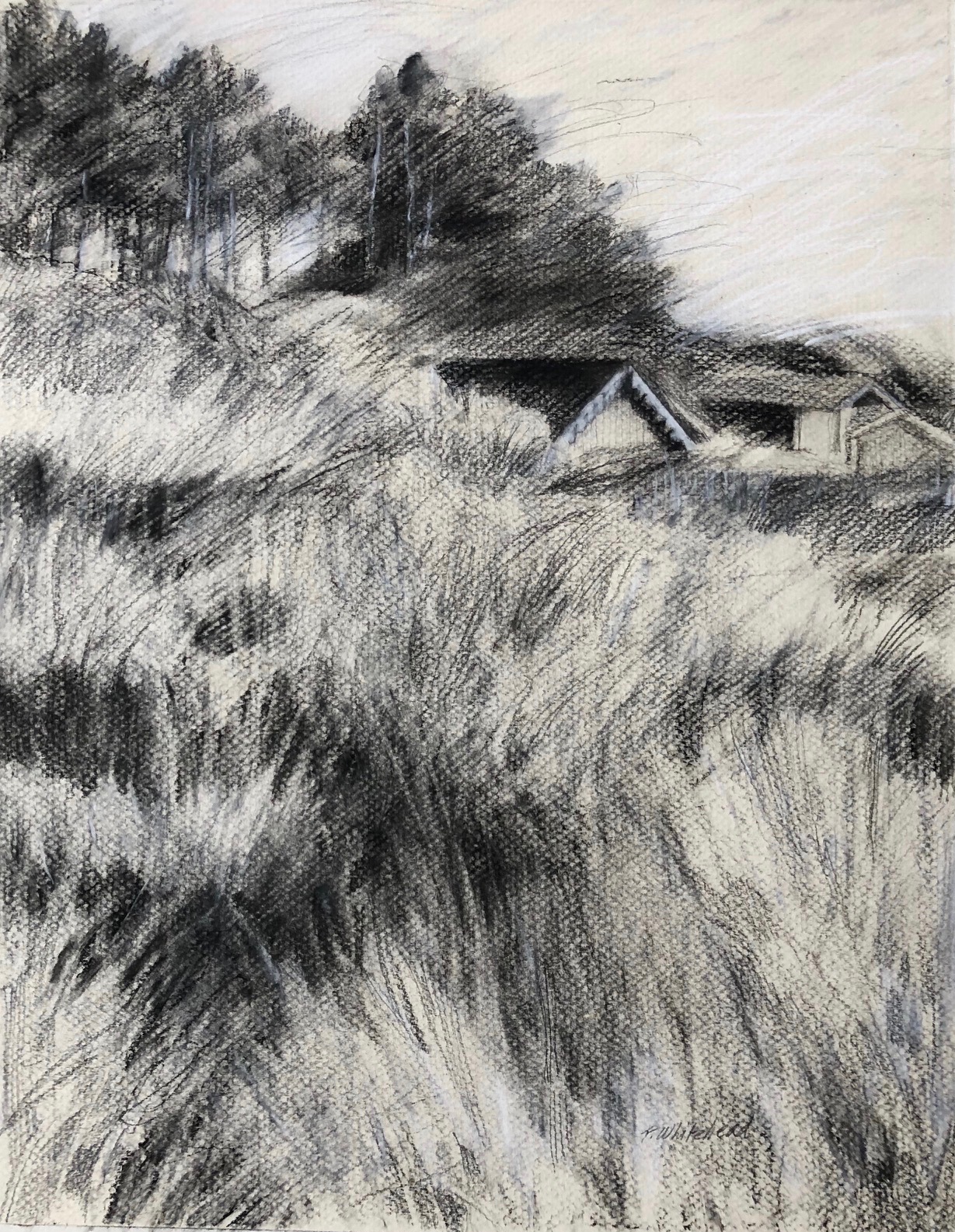 Norfolk Coast Dunes, 11 x 14", conte, graphite (sold)
