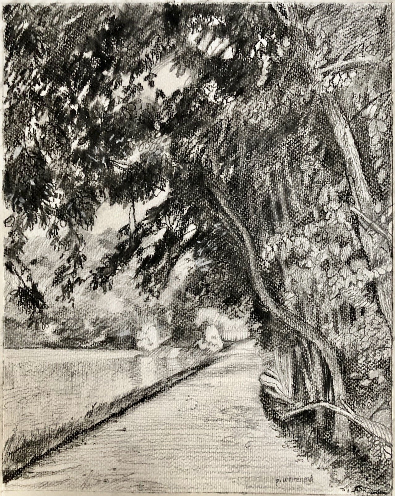 Towpath on the C&O - Twist, 11 x 14", graphite, charcoal, conte