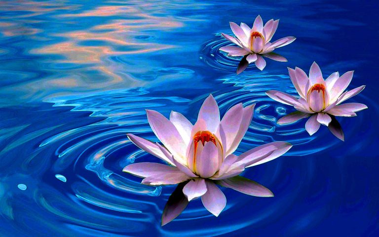 lotus-flower-first-choice-768x480.jpg