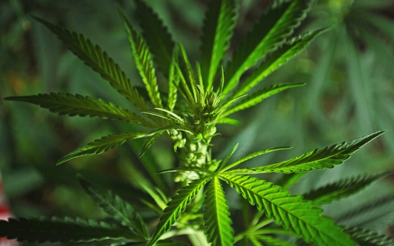 male-cannabis-plant-1280x800.jpg