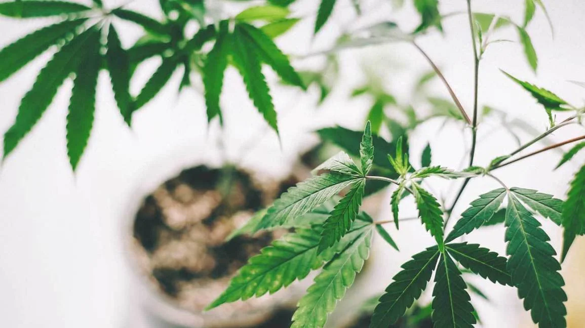 1296x728_HEADER_CBD_Oil_Benefits.jpg