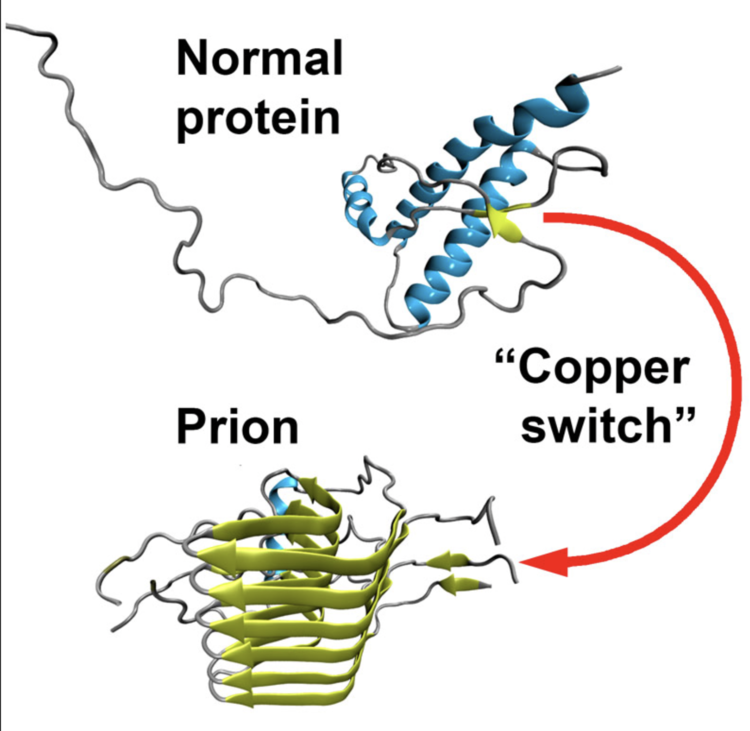 Certain small chemical processes can cause a protein to misfold, becoming a prion, which then creates more misfolds. There is no known cure and prion diseases like madcow are eventually fatal. Researchers believe the SARS-Cov-2 spike protein throws off a zinc ion, and that error starts the misfold nightmare.