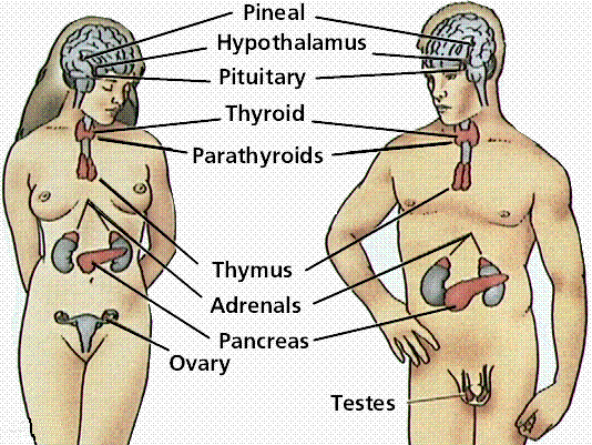 endocrine-system-2.gif