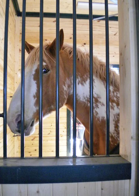 BARN_STALL_P.jpg